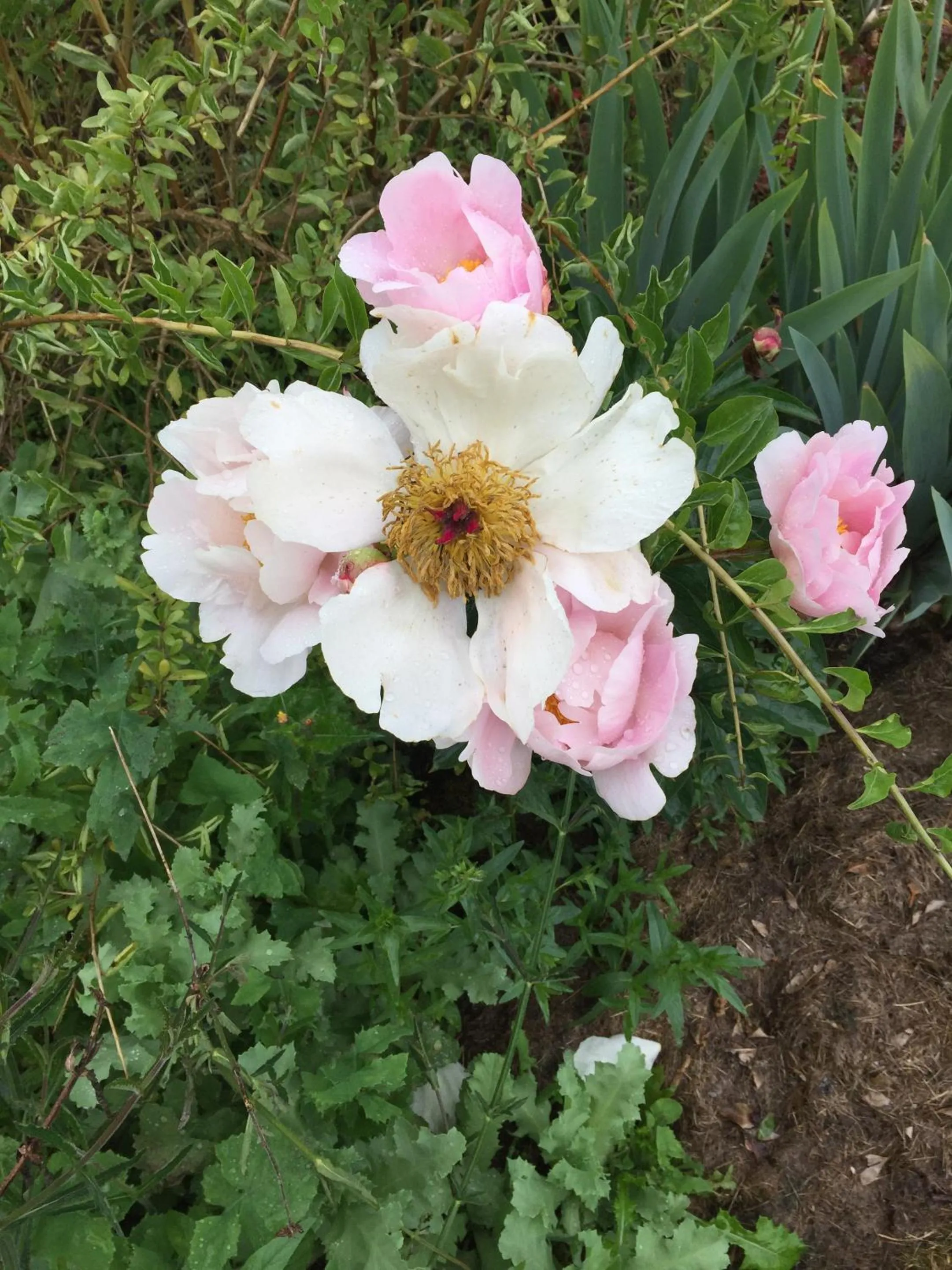 Garden in Shakespeare's View