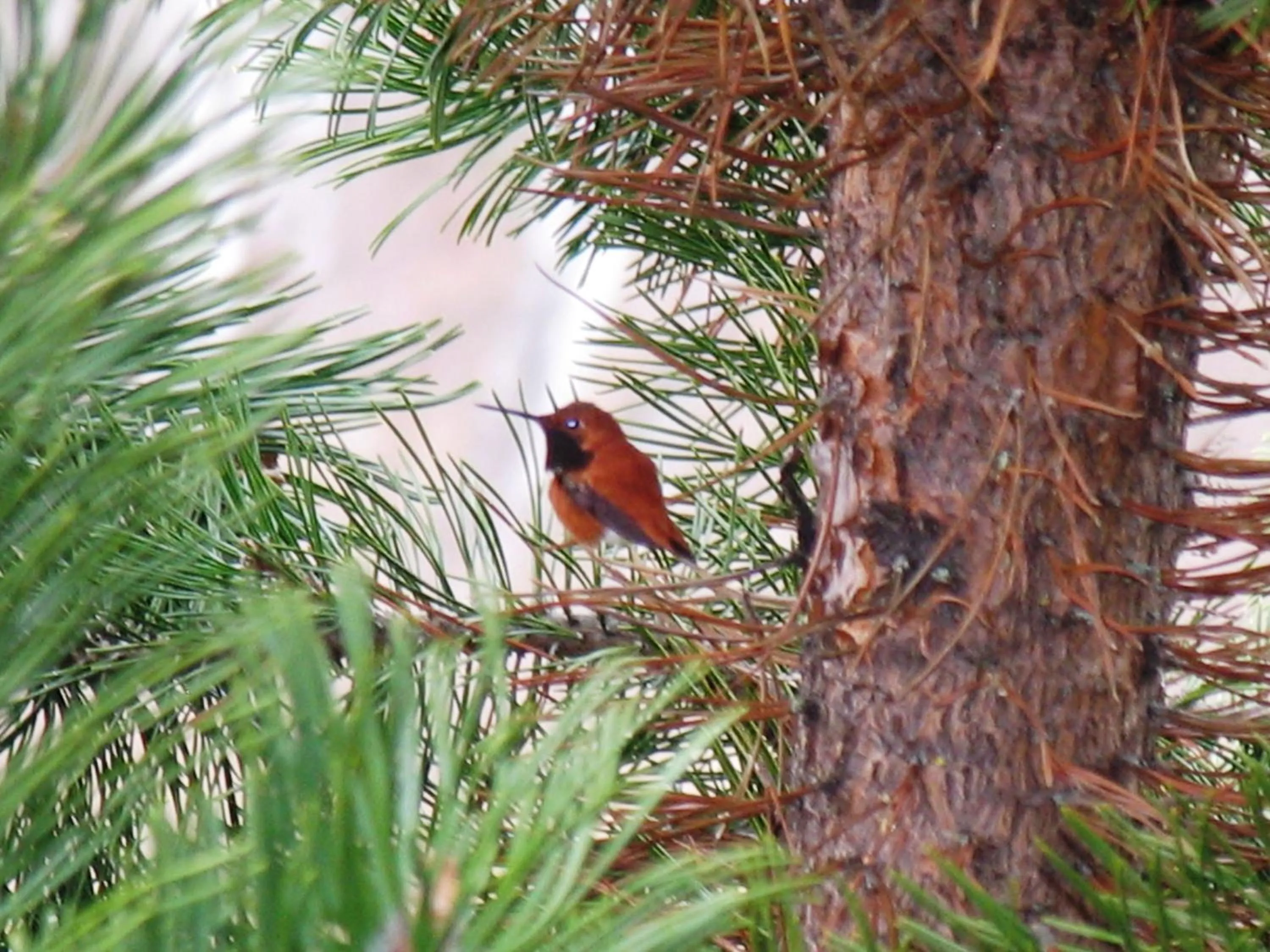 Garden in Blue Grouse Country Inn
