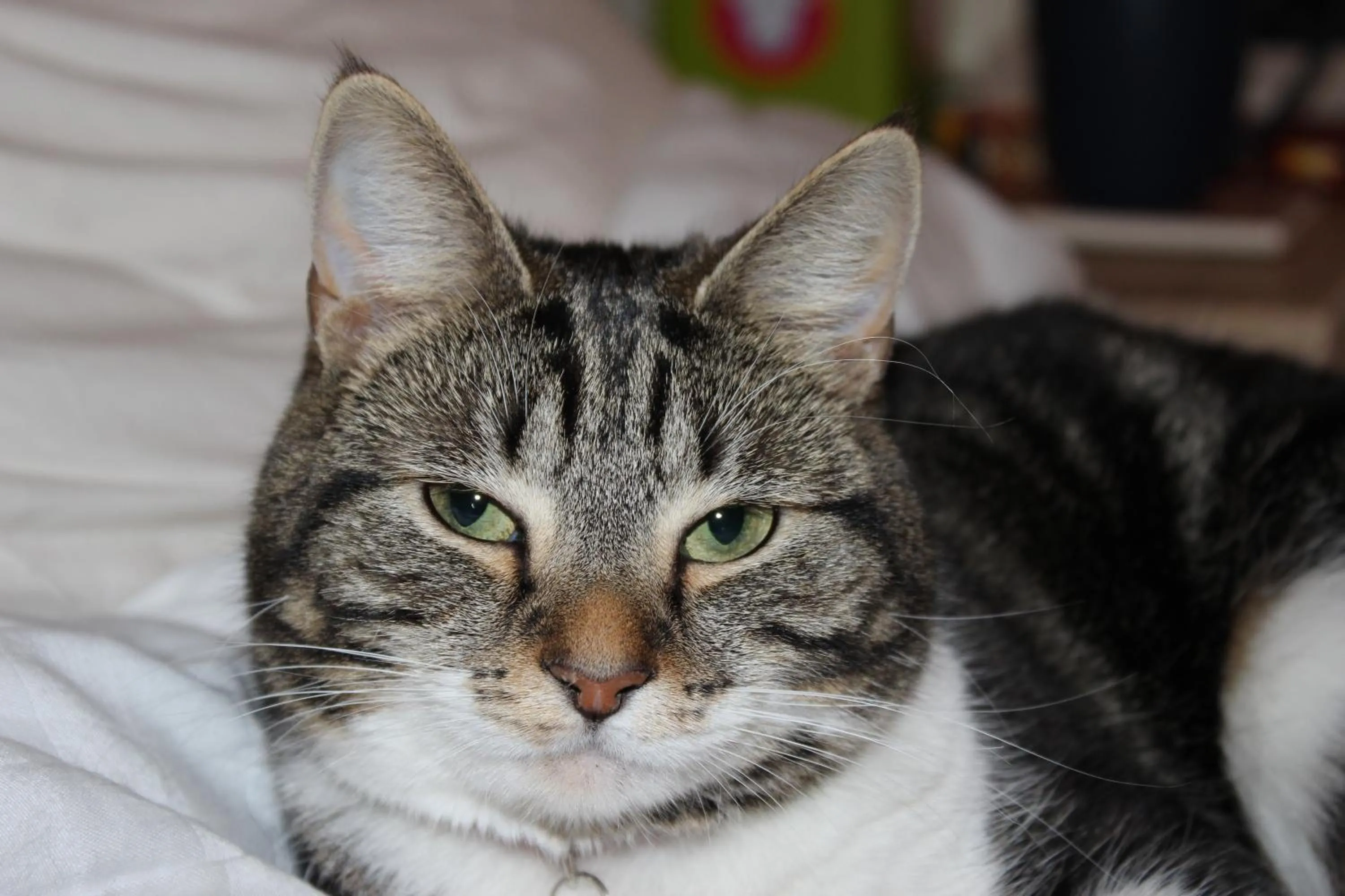 Pets in Invergarry Room Only Guest House For Adults