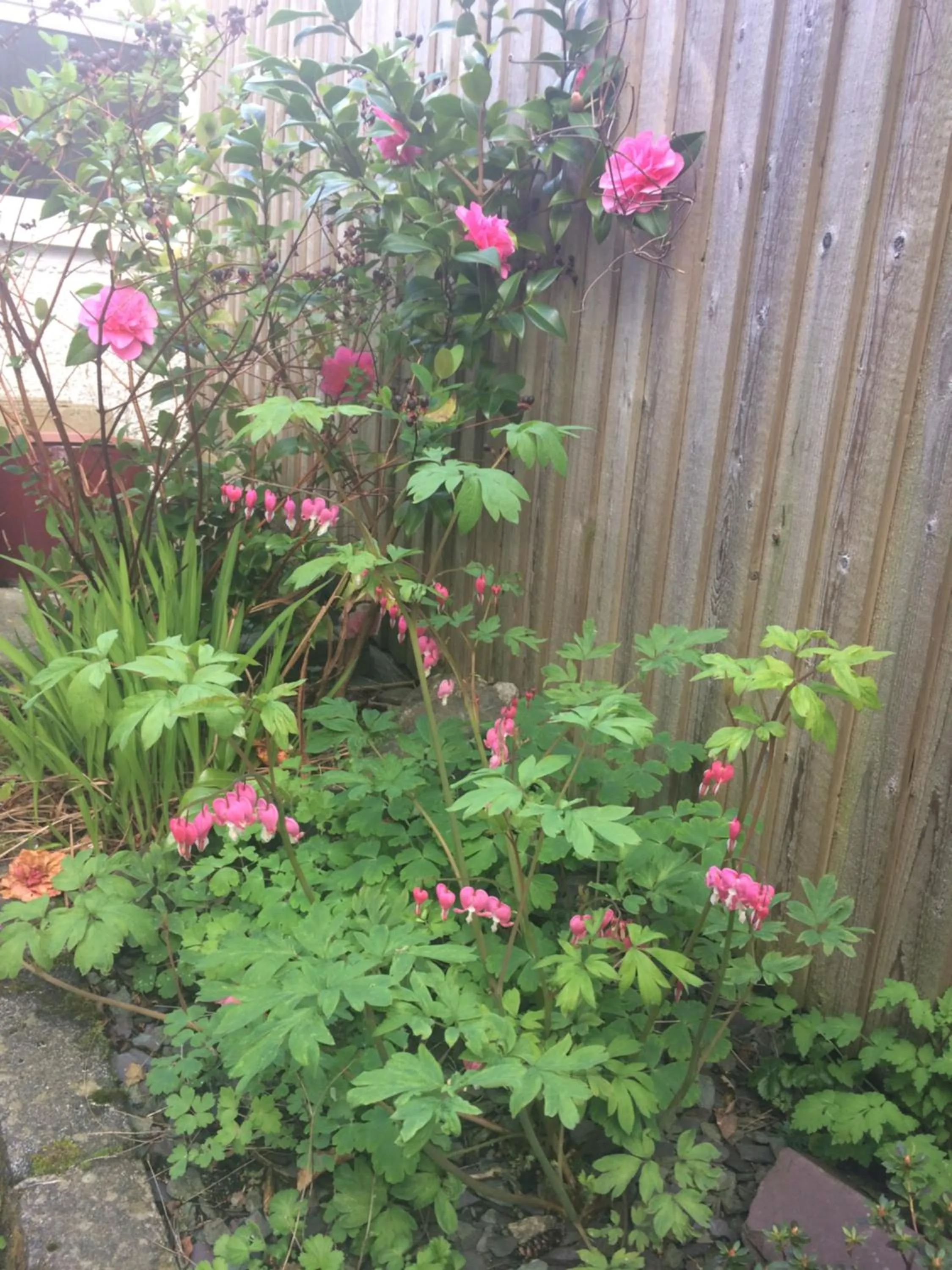 Garden view in Invergarry Room Only Guest House For Adults