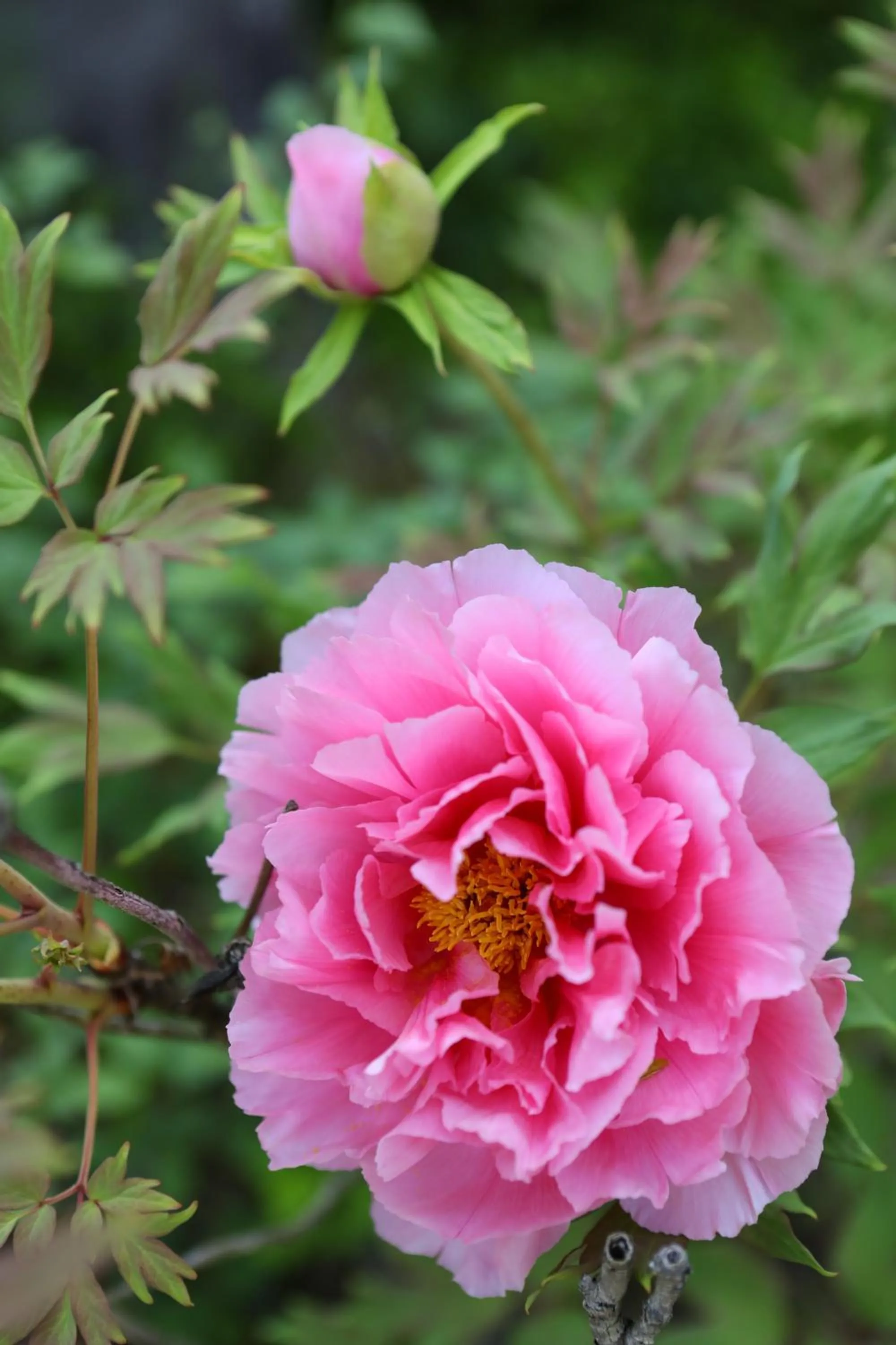 Besshoonsen Nanjyo Ryokan