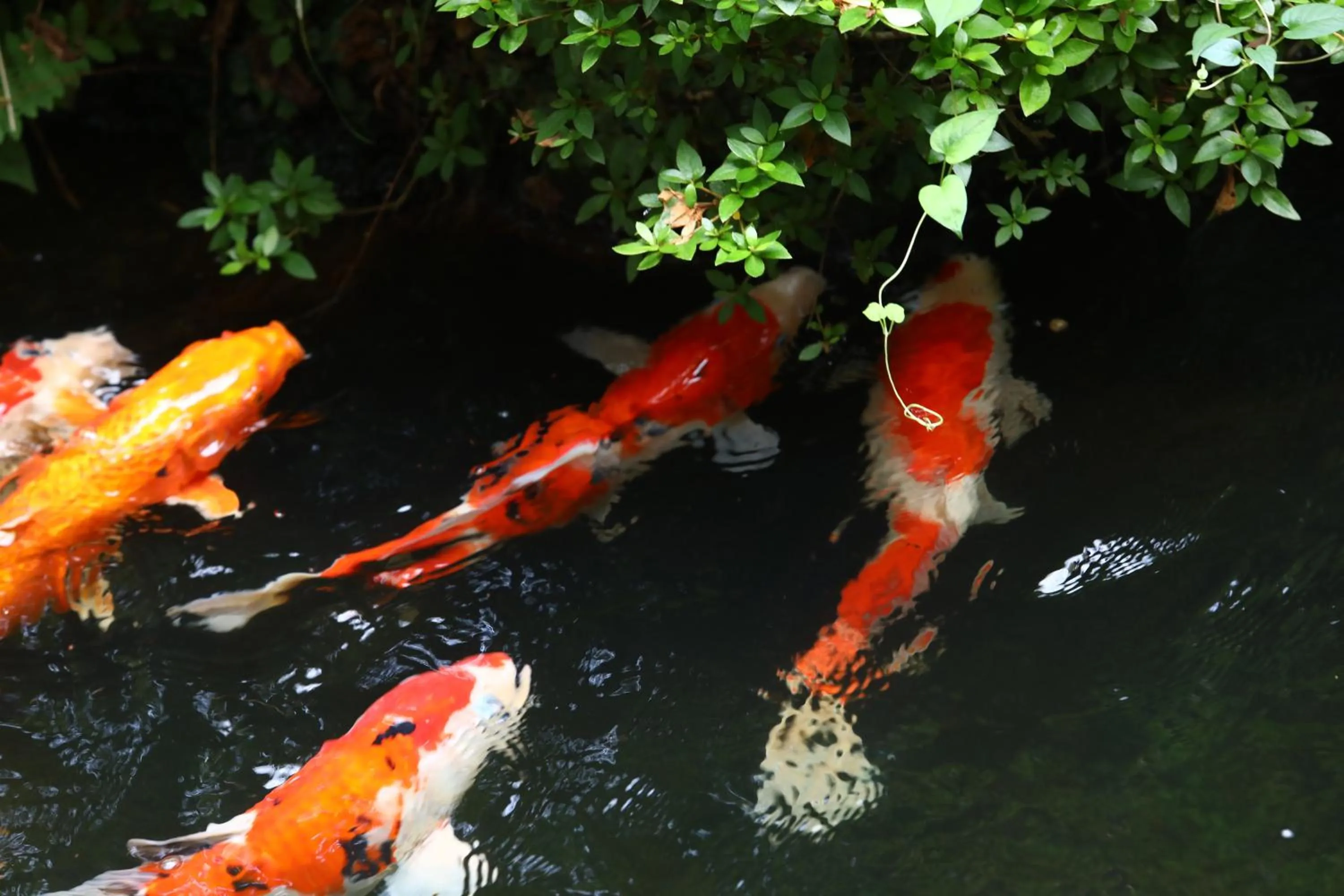 Besshoonsen Nanjyo Ryokan