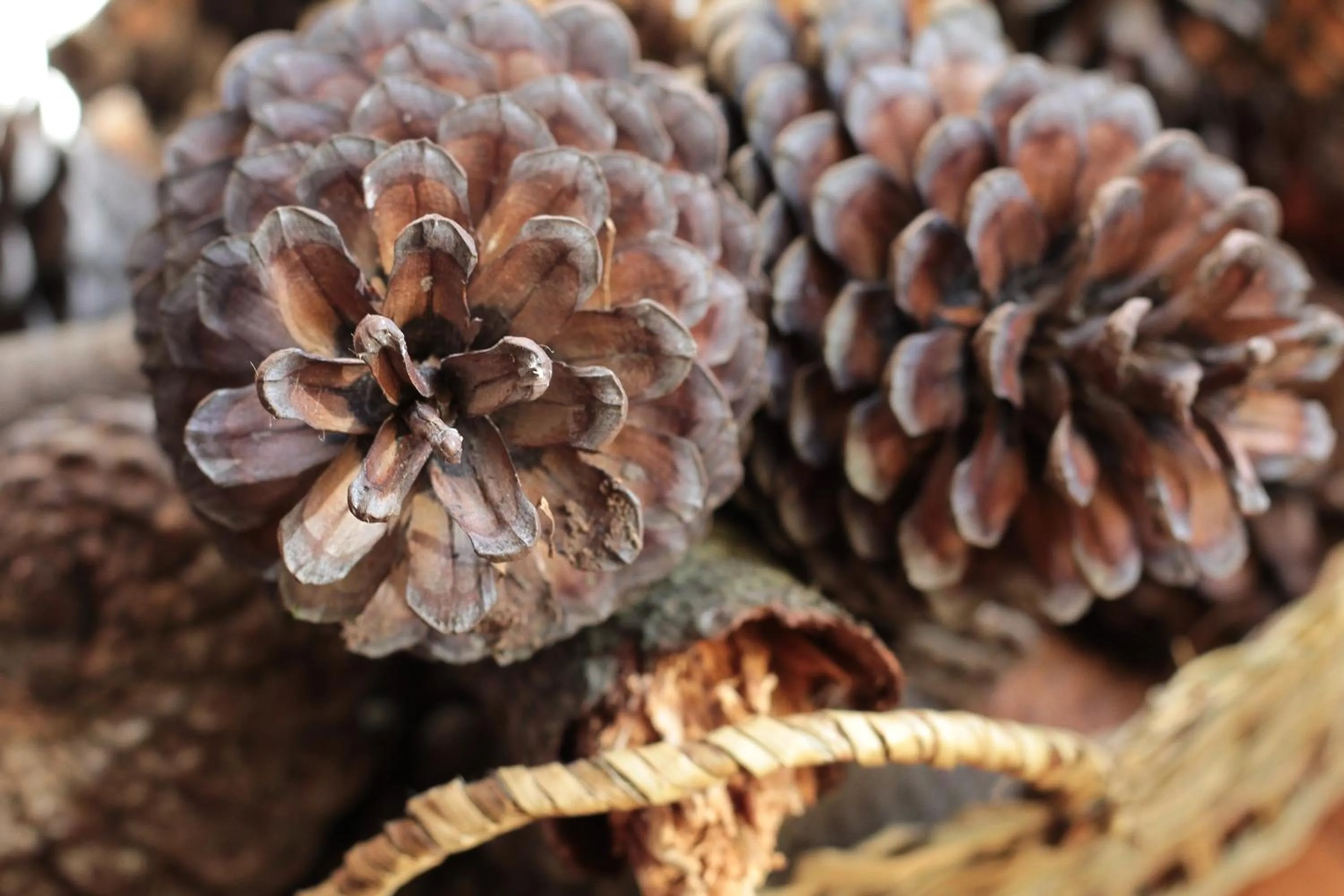 Decorative detail in Patagonia Route B&B