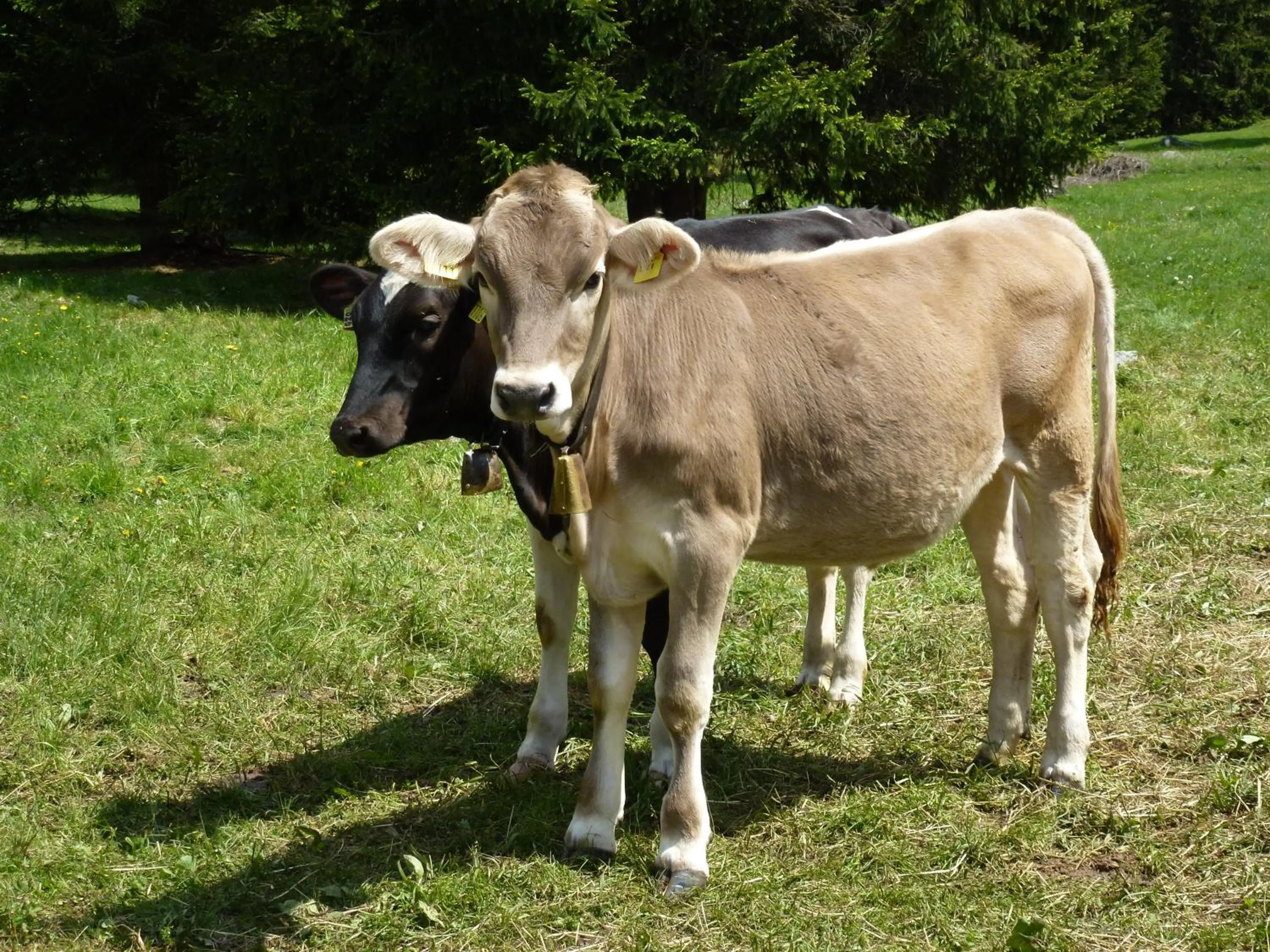 Day in Hotel Laurino