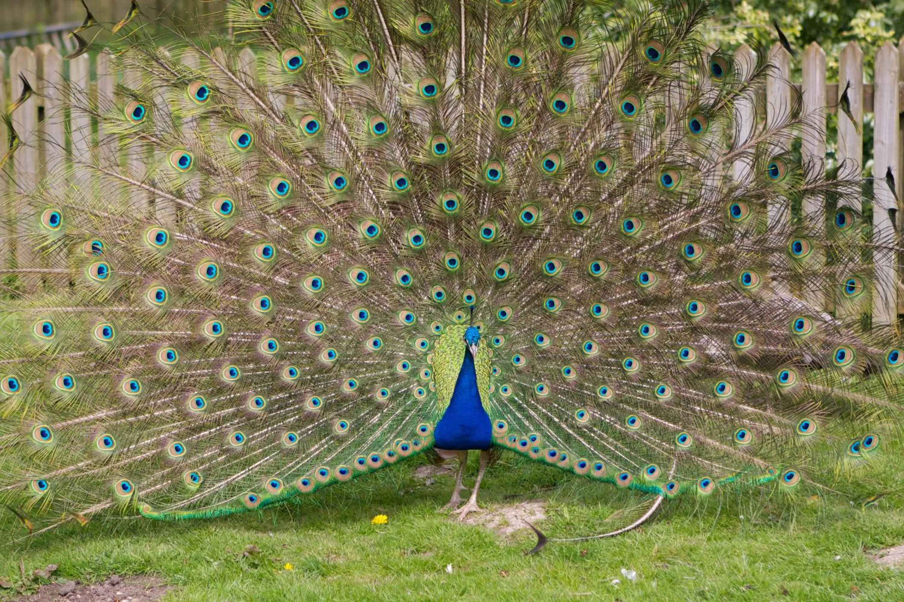 Garden in Hornsbury Mill