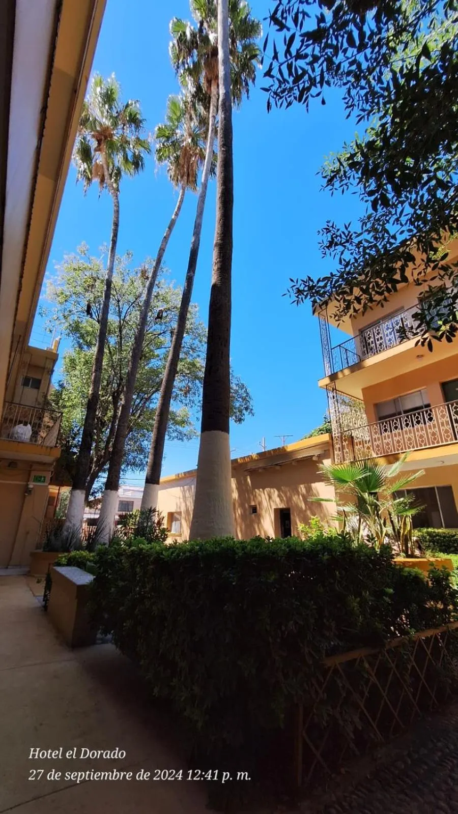 Garden in Hotel El Dorado