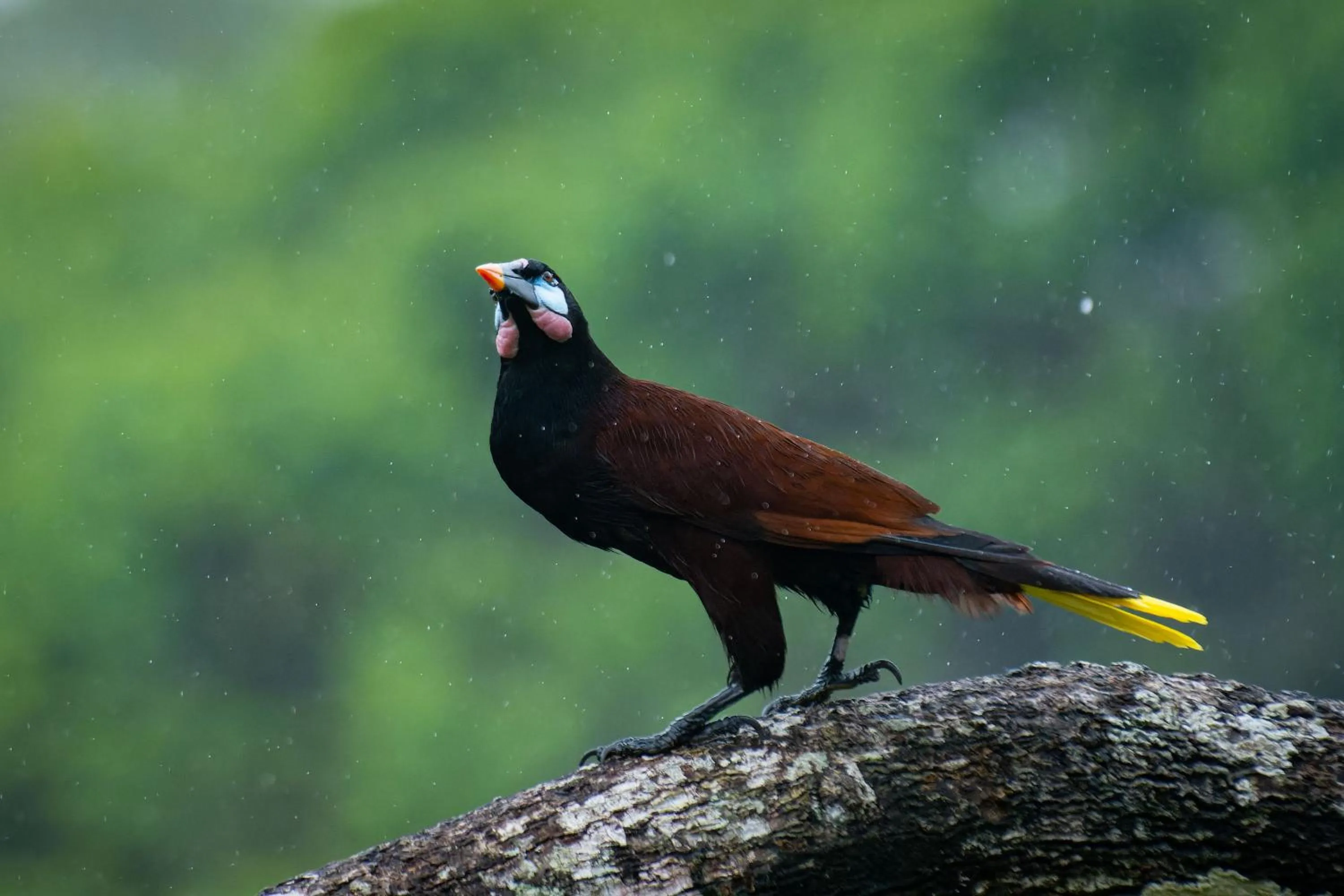 Natural landscape in Chachagua Rainforest Hotel & Hot Springs