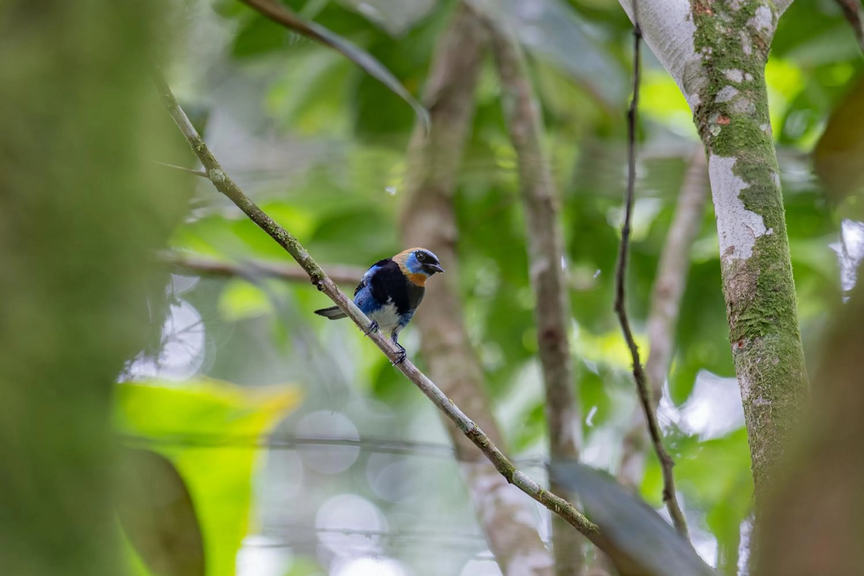 Natural landscape in Chachagua Rainforest Hotel & Hot Springs