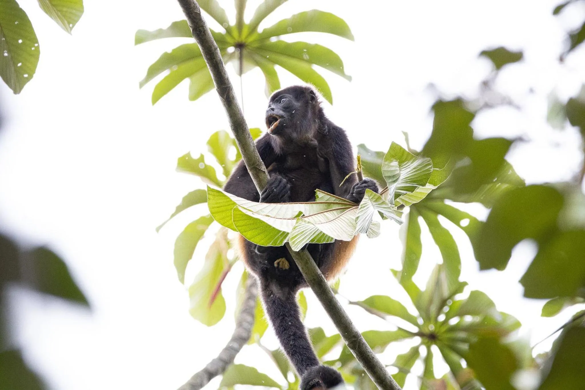 Day in Chachagua Rainforest Hotel & Hot Springs