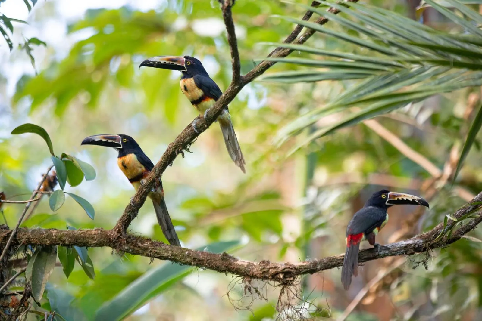 Day in Chachagua Rainforest Hotel & Hot Springs