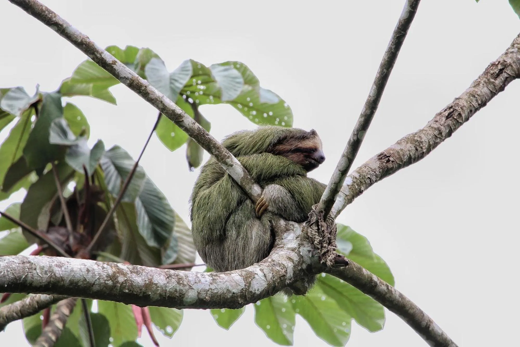 Day in Chachagua Rainforest Hotel & Hot Springs