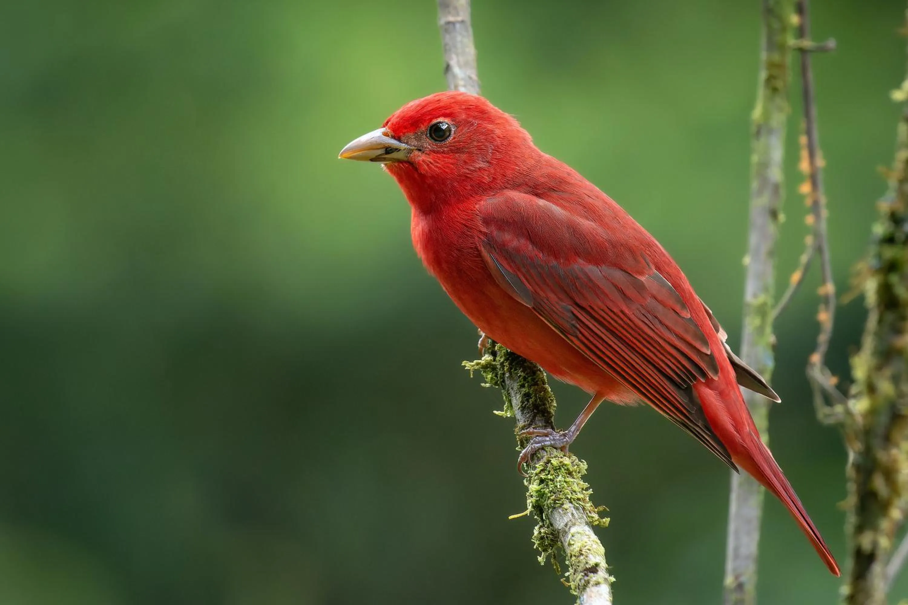 Natural landscape in Chachagua Rainforest Hotel & Hot Springs