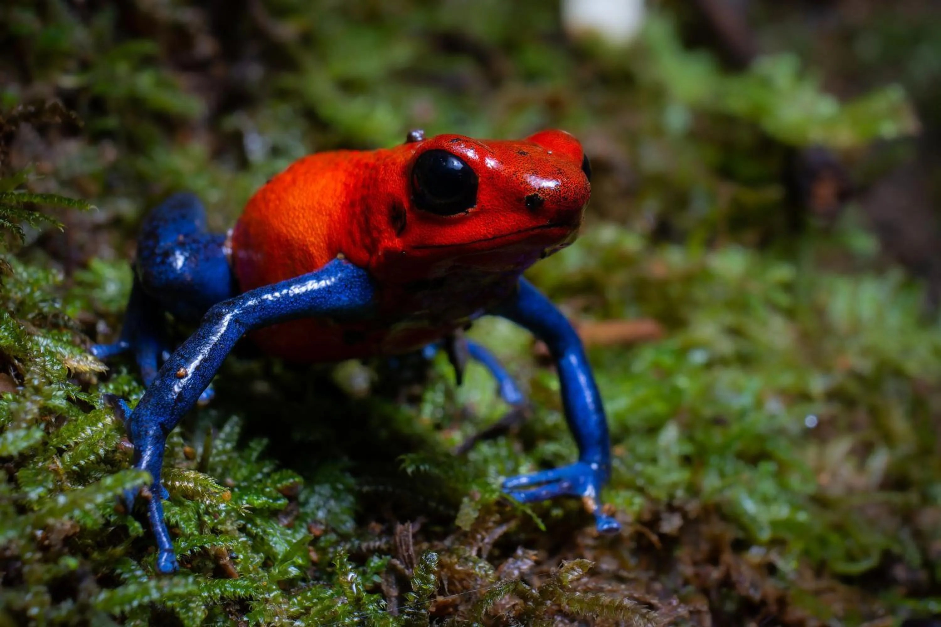 Natural landscape in Chachagua Rainforest Hotel & Hot Springs