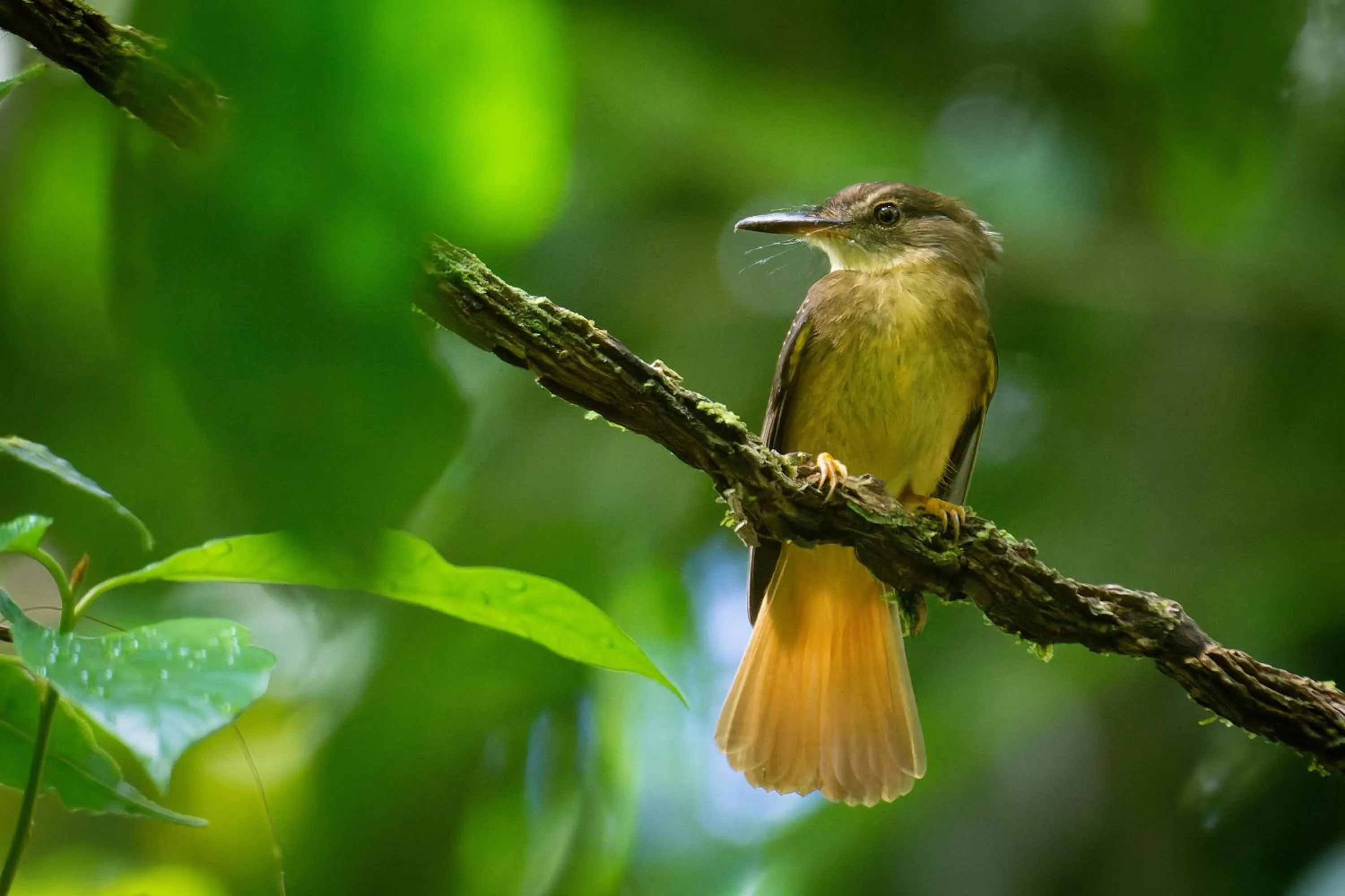 Natural landscape in Chachagua Rainforest Hotel & Hot Springs