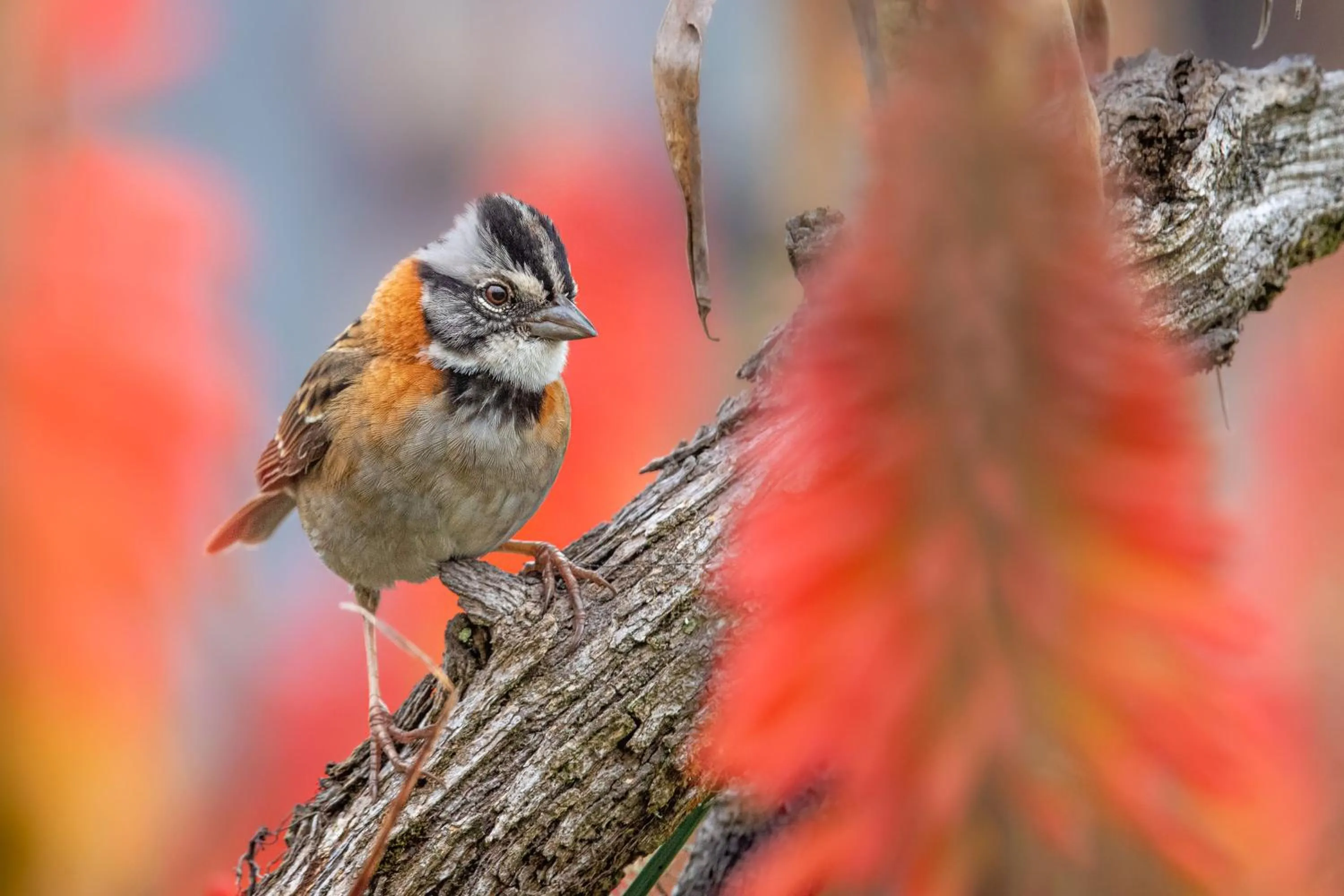 Day in Chachagua Rainforest Hotel & Hot Springs
