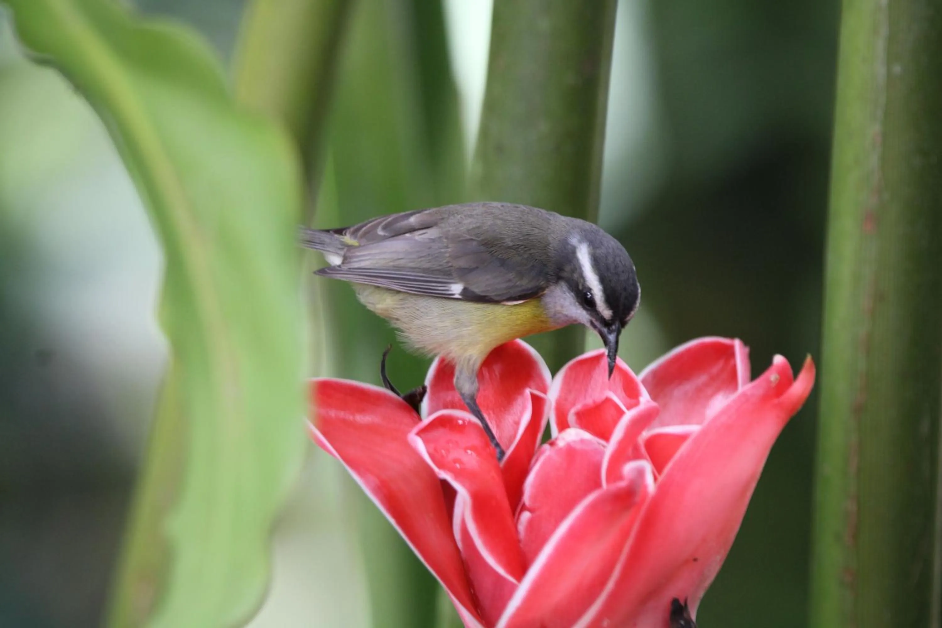 Animals in Chachagua Rainforest Hotel & Hot Springs