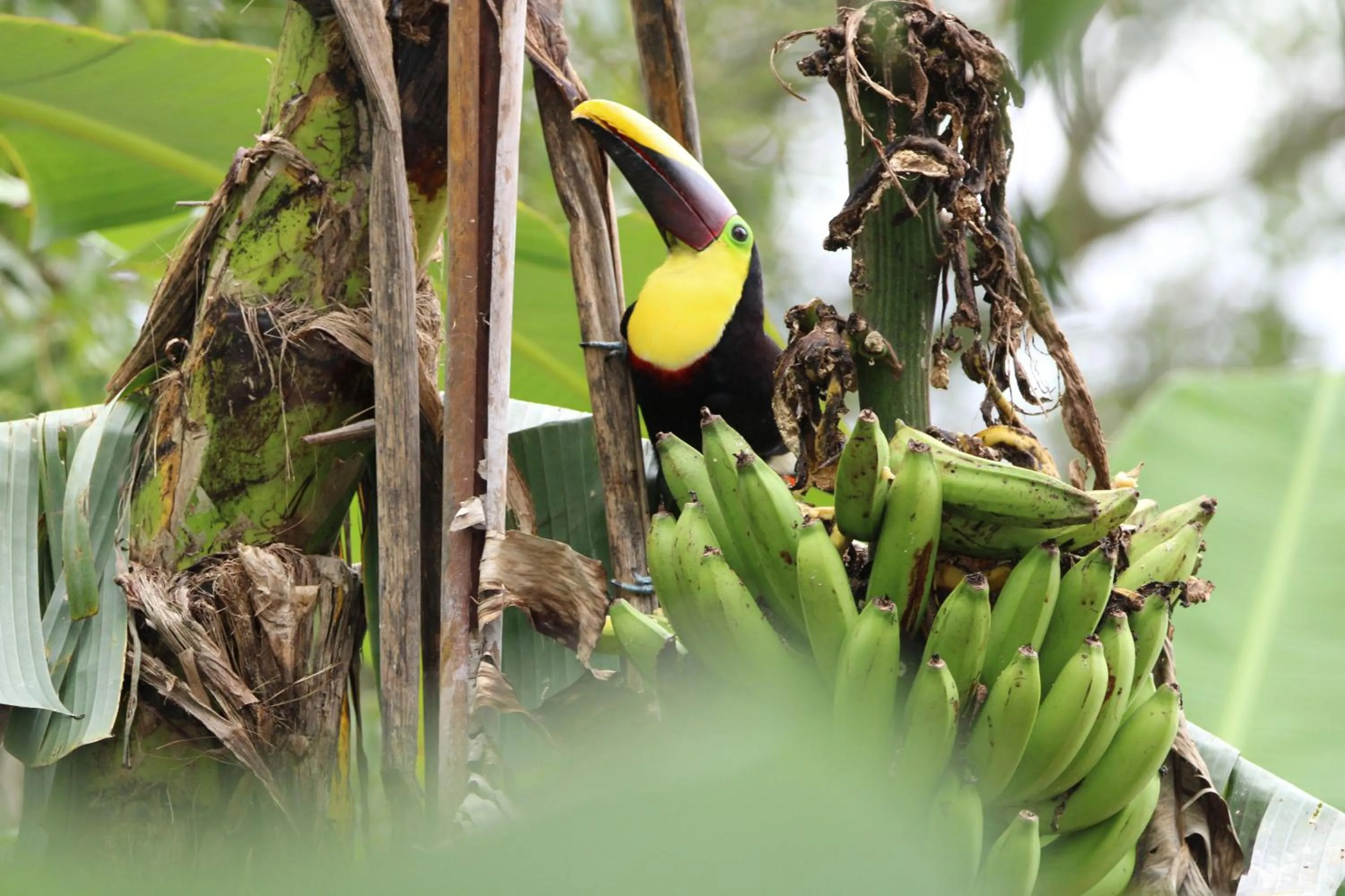 Day in Chachagua Rainforest Hotel & Hot Springs
