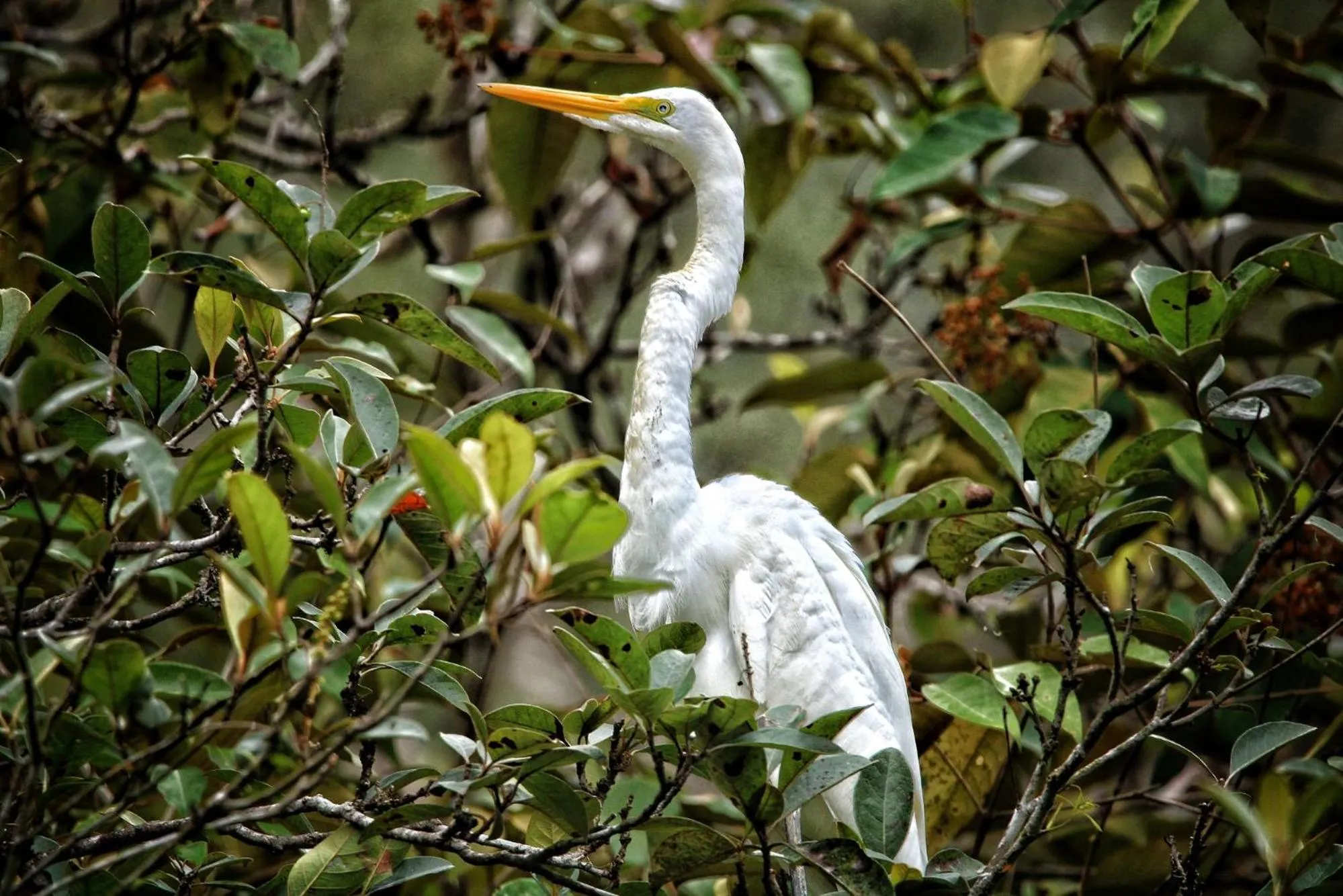 Natural landscape in Chachagua Rainforest Hotel & Hot Springs