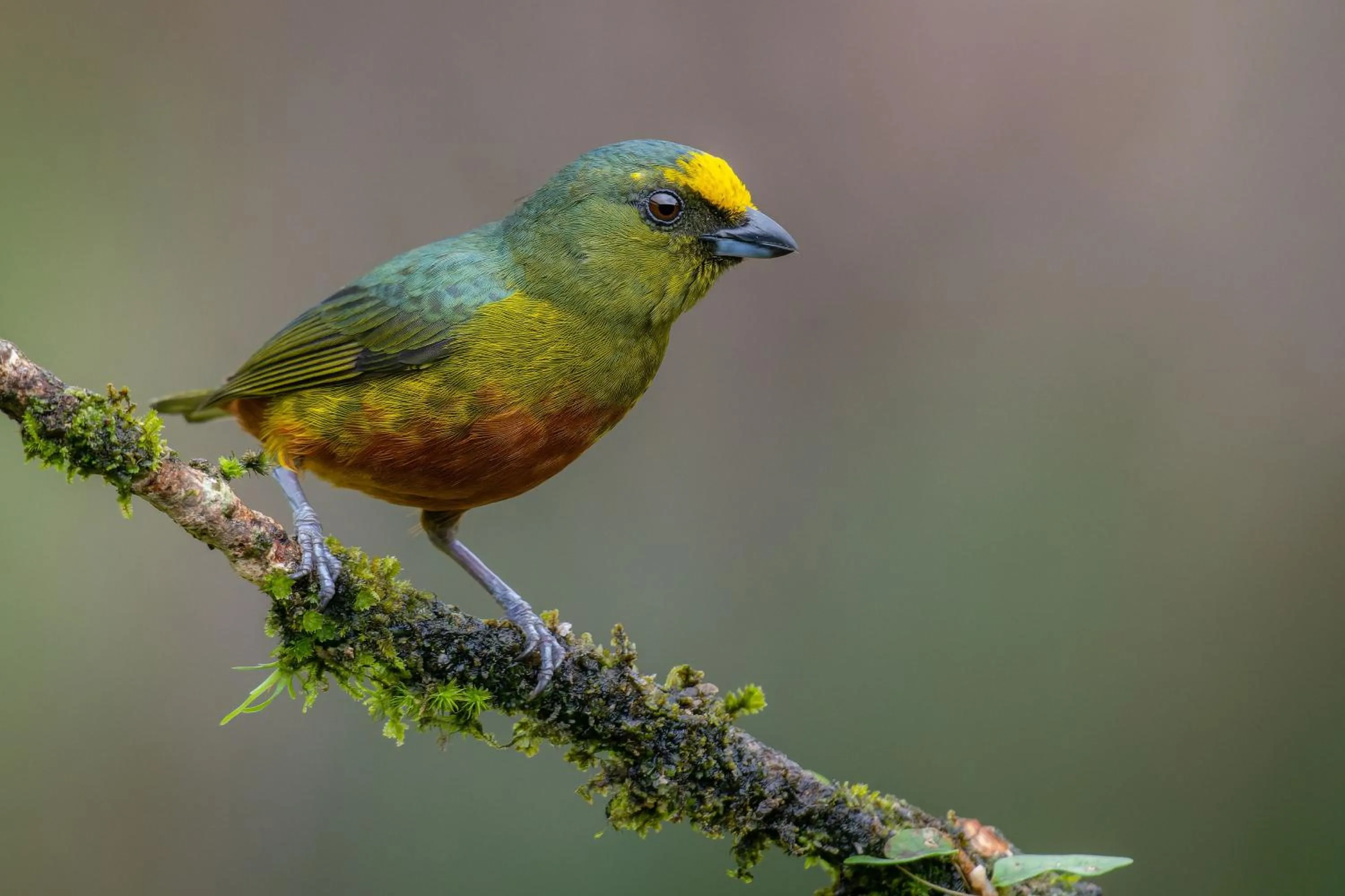 Animals in Chachagua Rainforest Hotel & Hot Springs