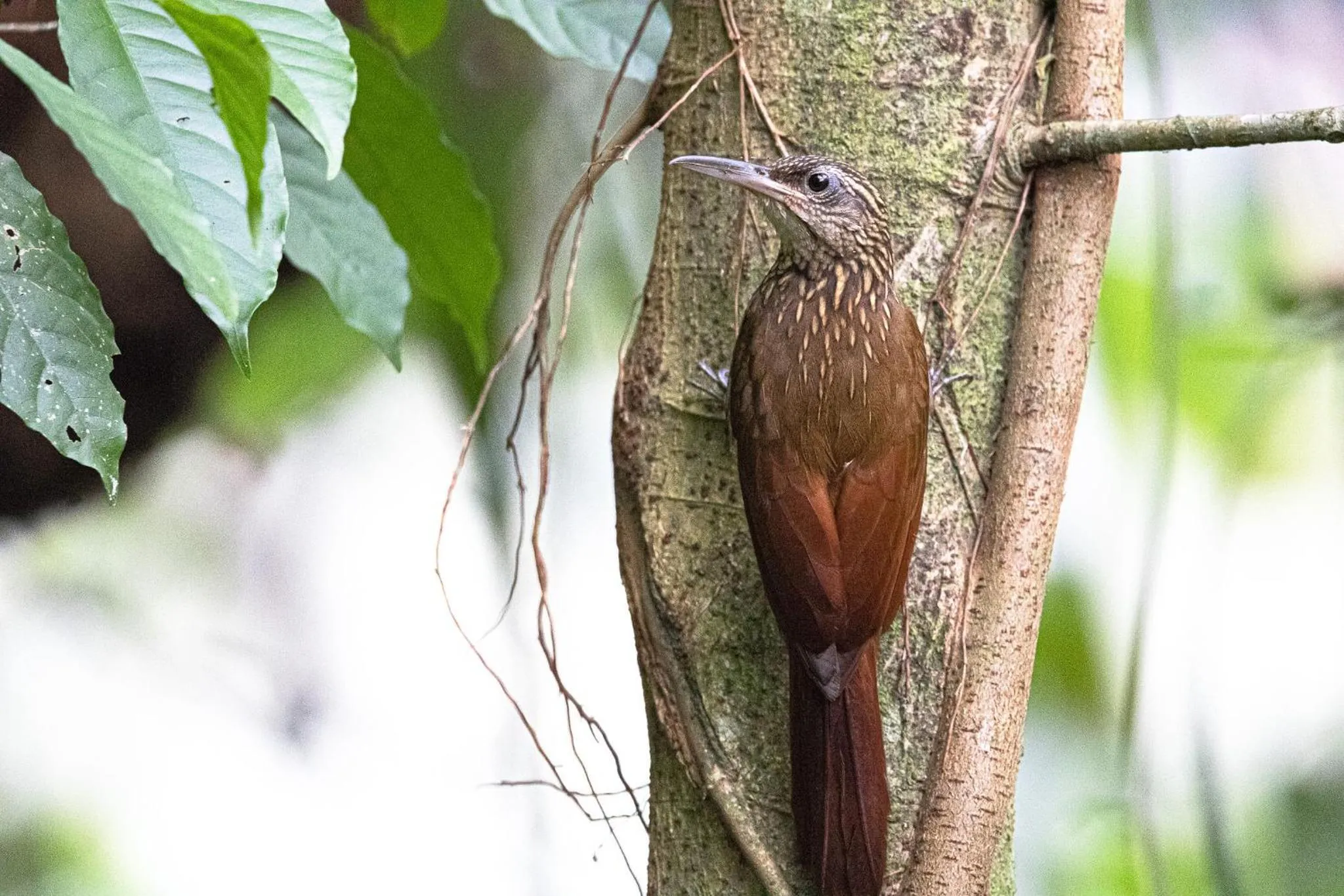 Day in Chachagua Rainforest Hotel & Hot Springs