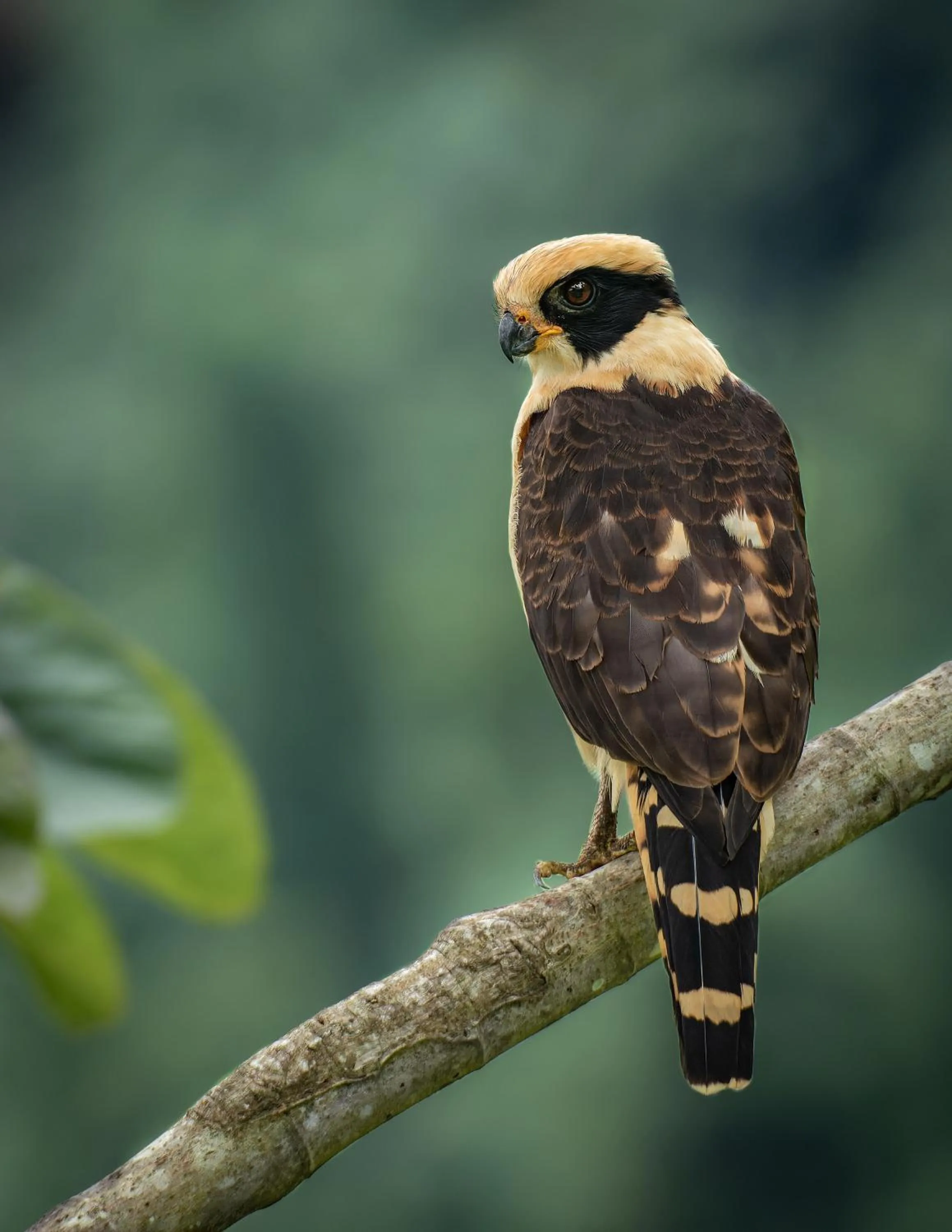 Bird's eye view in Chachagua Rainforest Hotel & Hot Springs