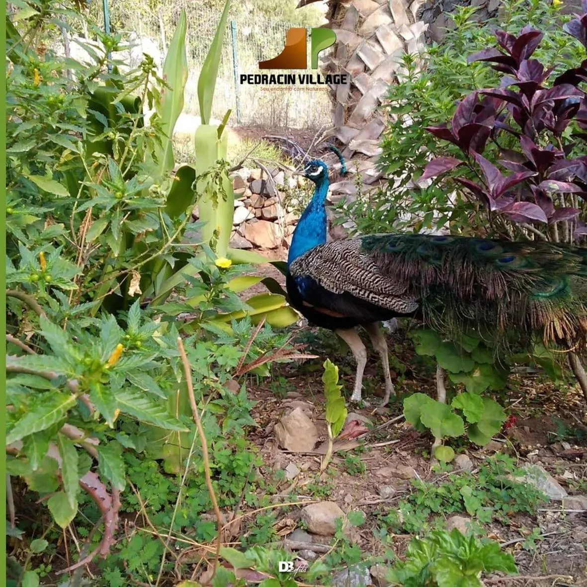 Animals in Pedracin Village