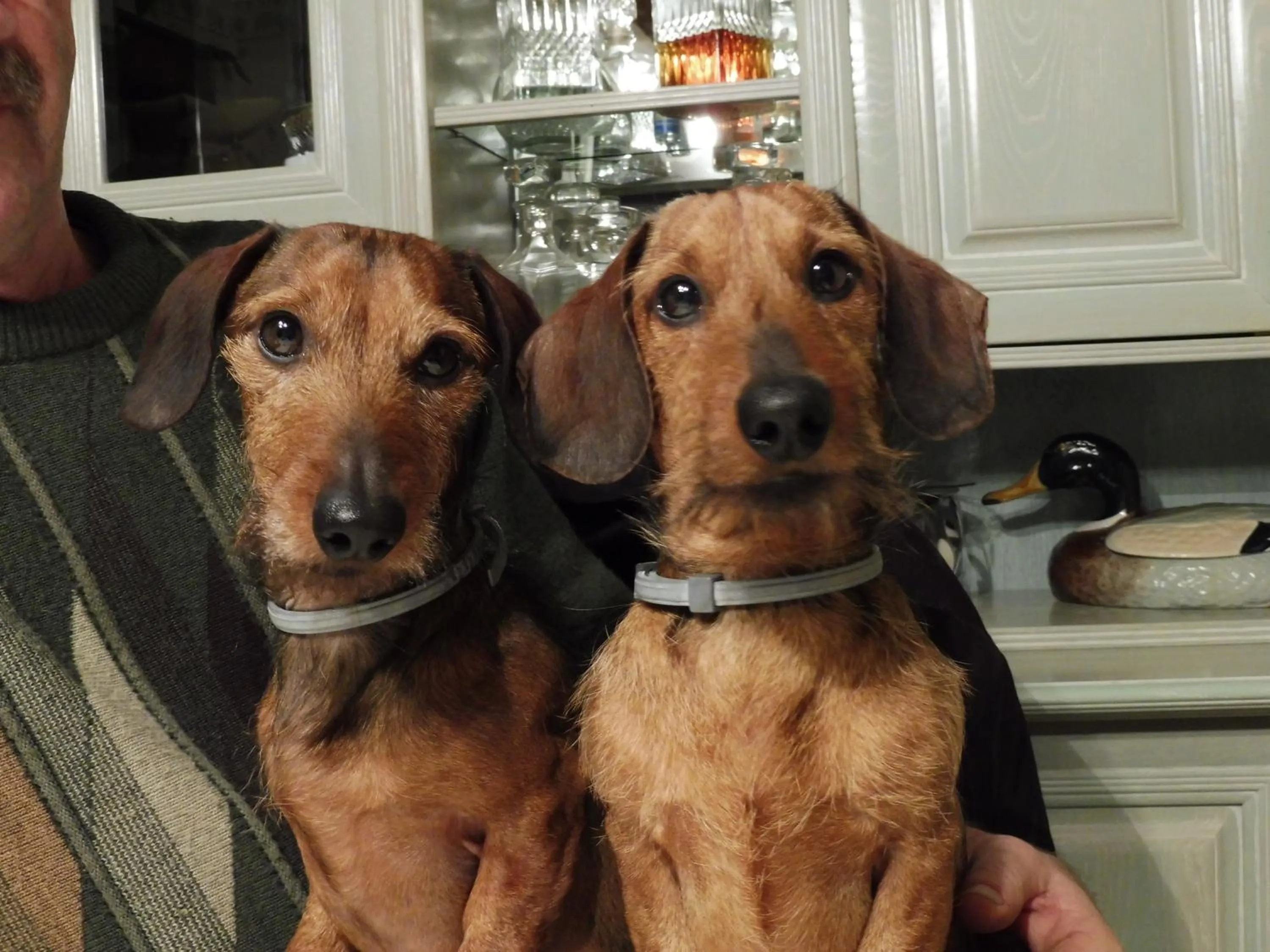 Pets in les raseries