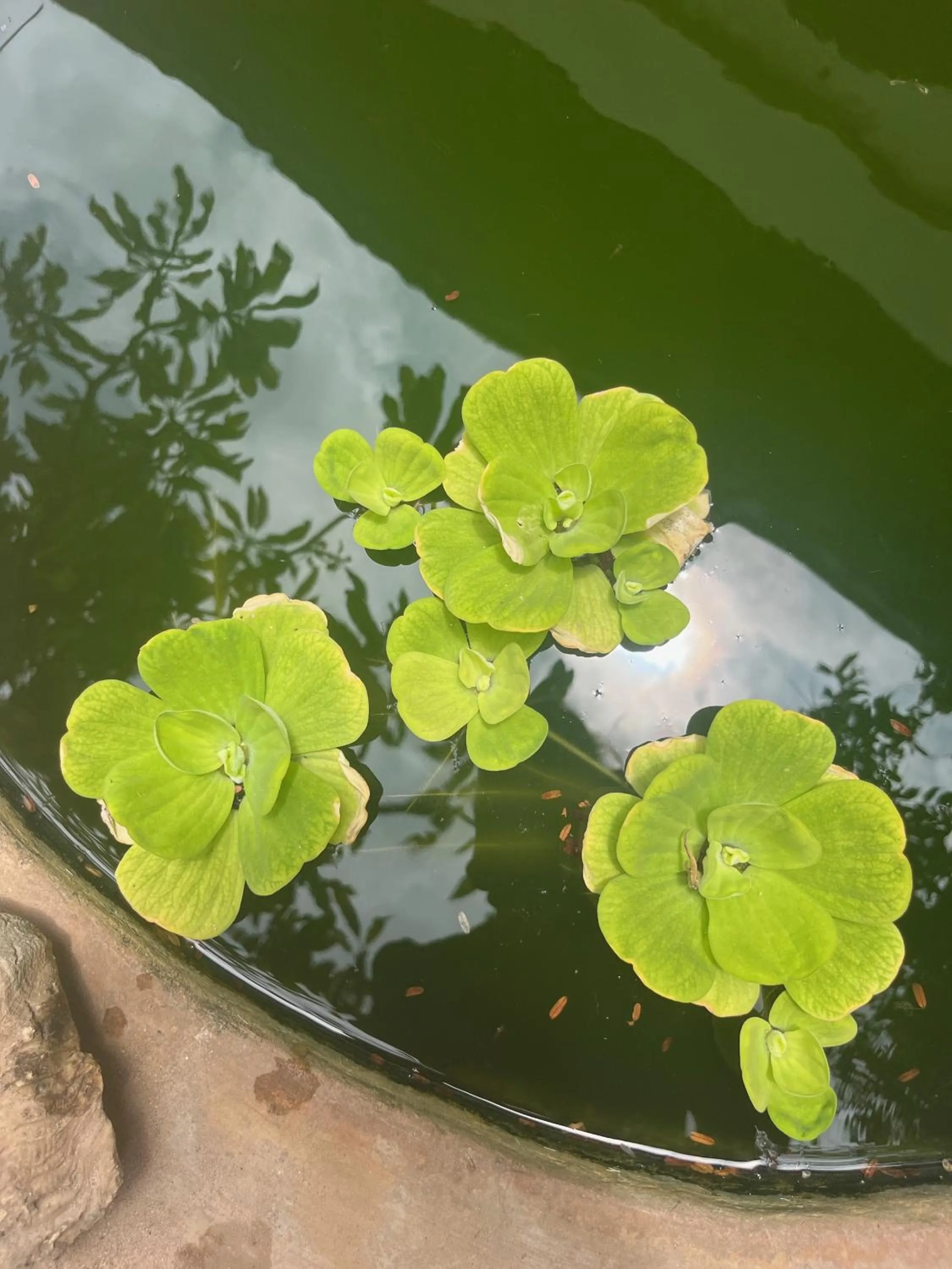 Garden in Subira House