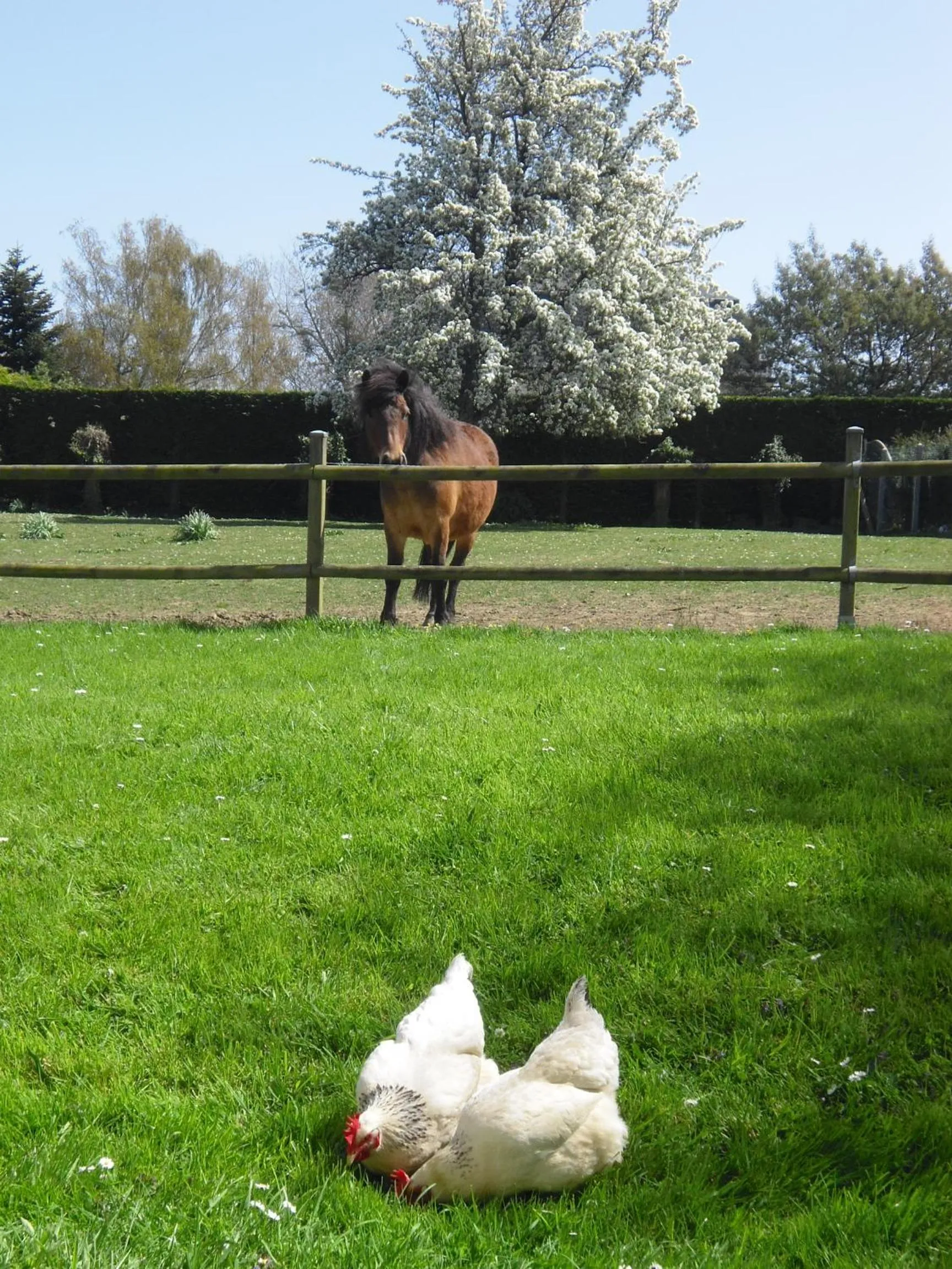 Pets in Les 4 saisons