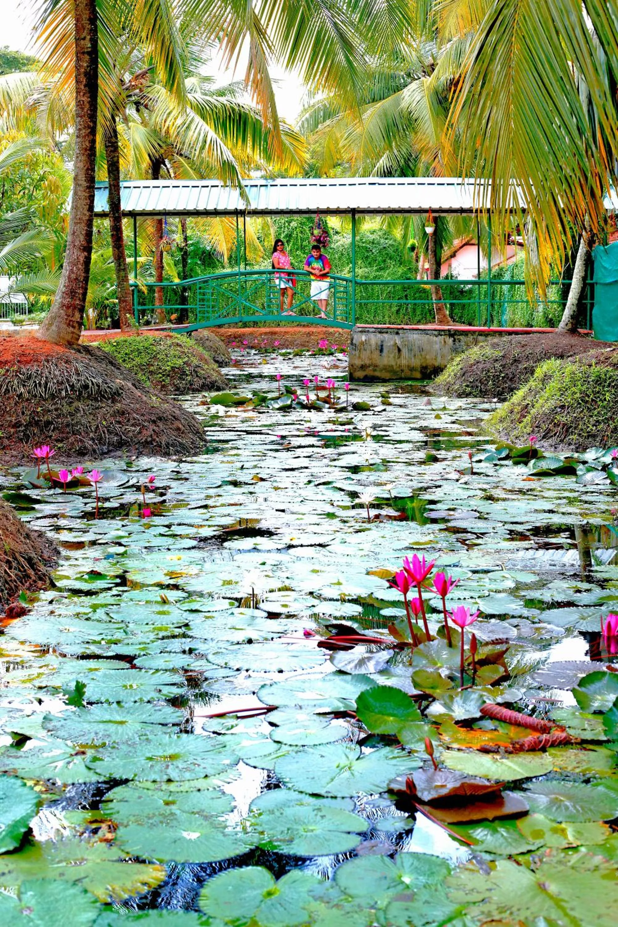Fishing in Green Fields Kumarakom