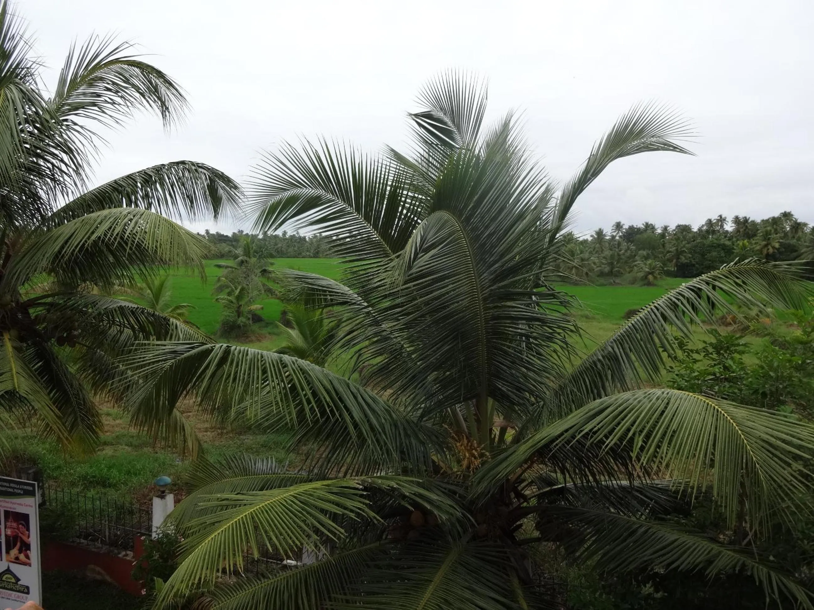 Landmark view in Green Fields Kumarakom