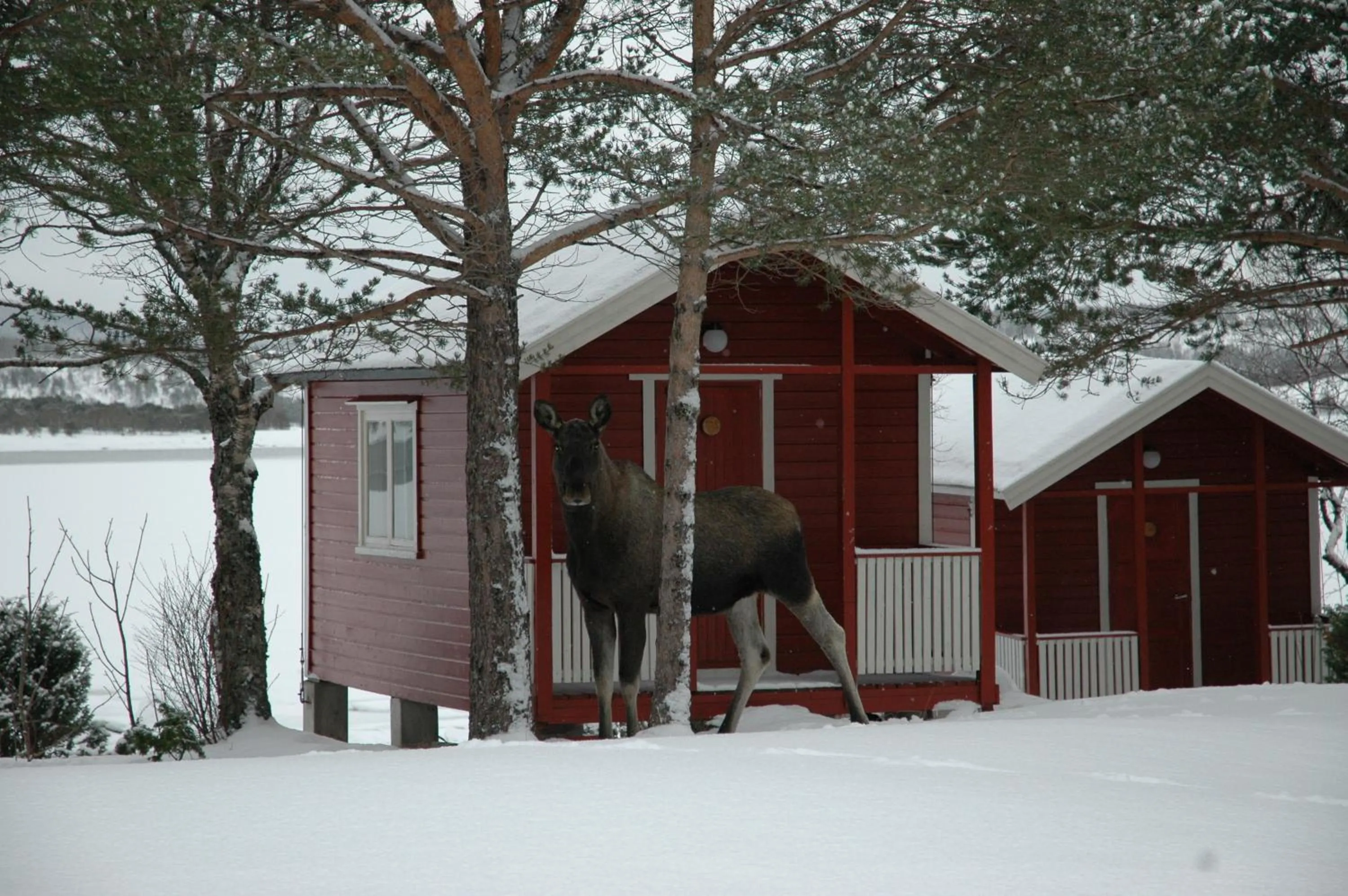 Day in Tysfjord Hotel