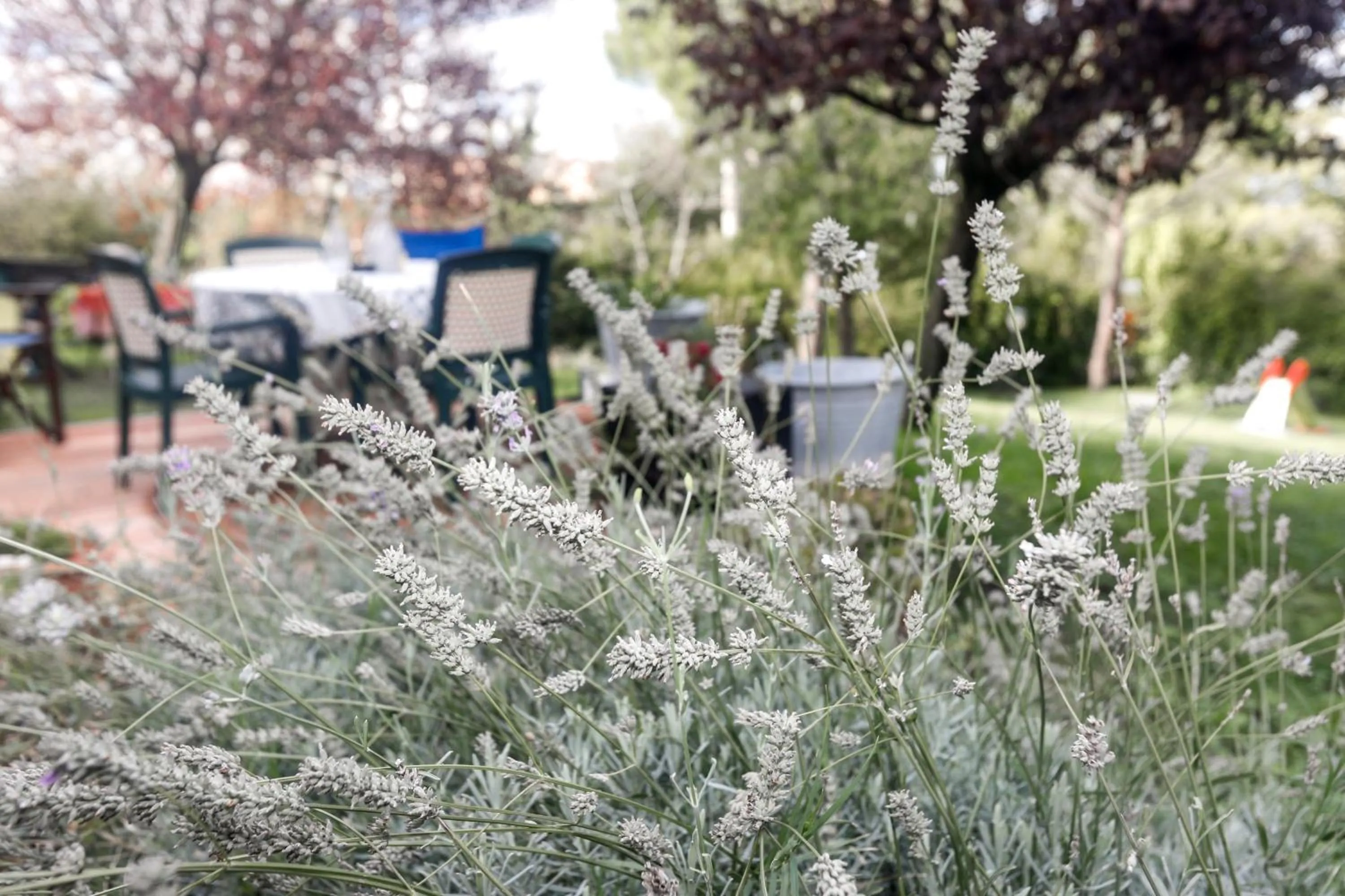 Garden in Locanda della Lavanda