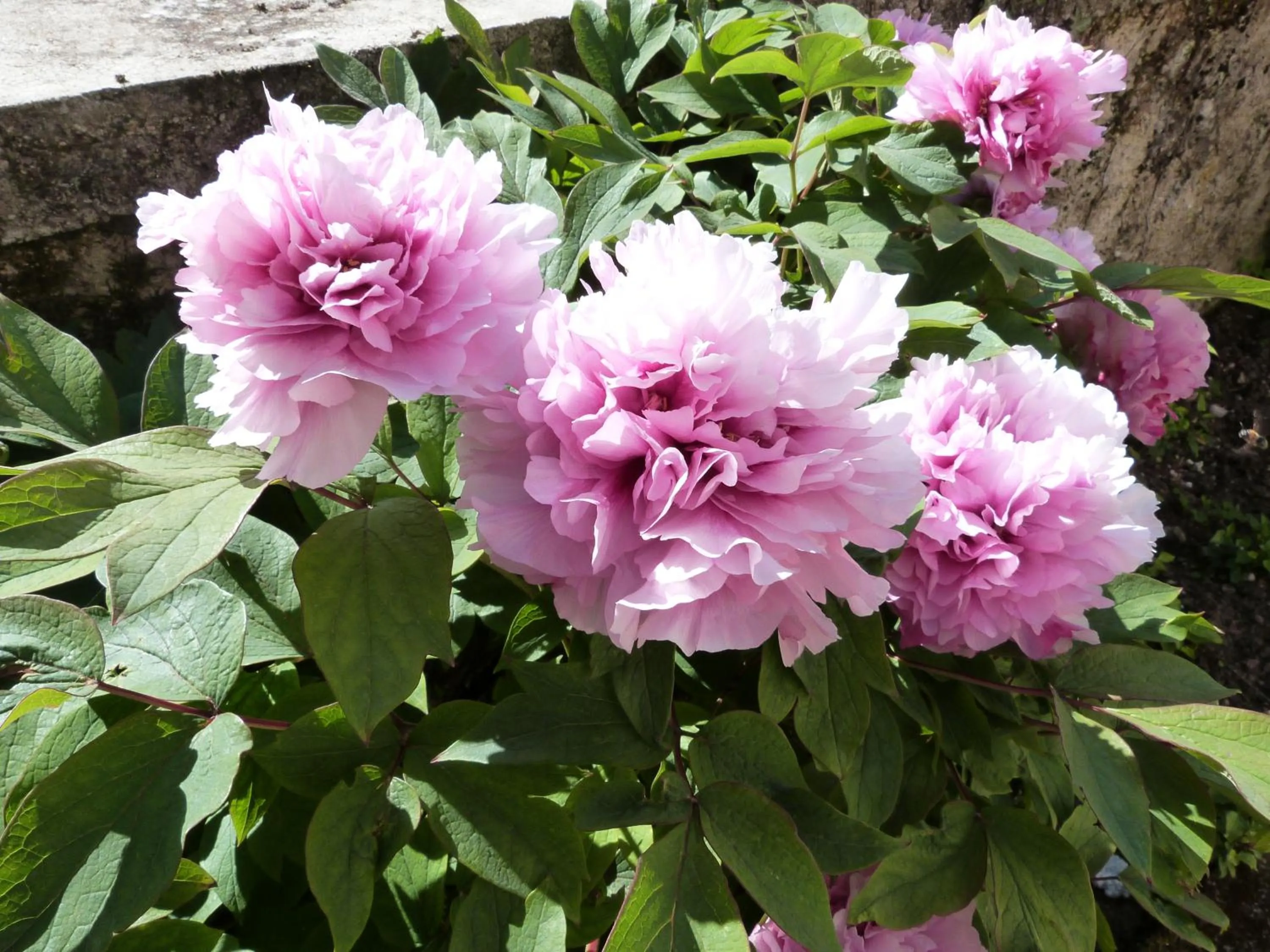 Spring in Chambres d'hotes Le Plassalou