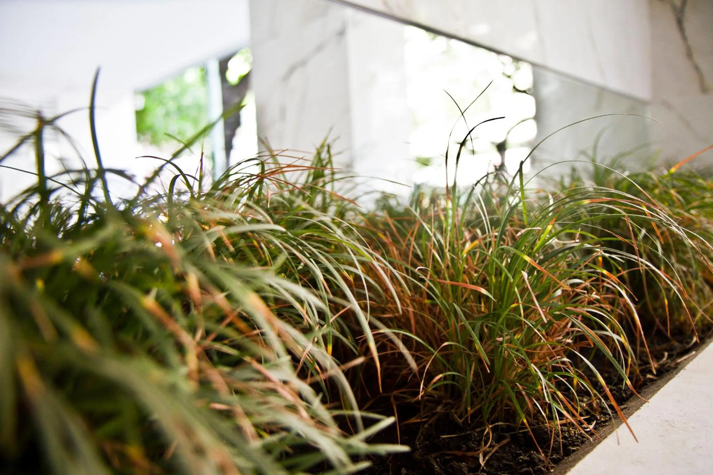 Garden in Dream Studios BA