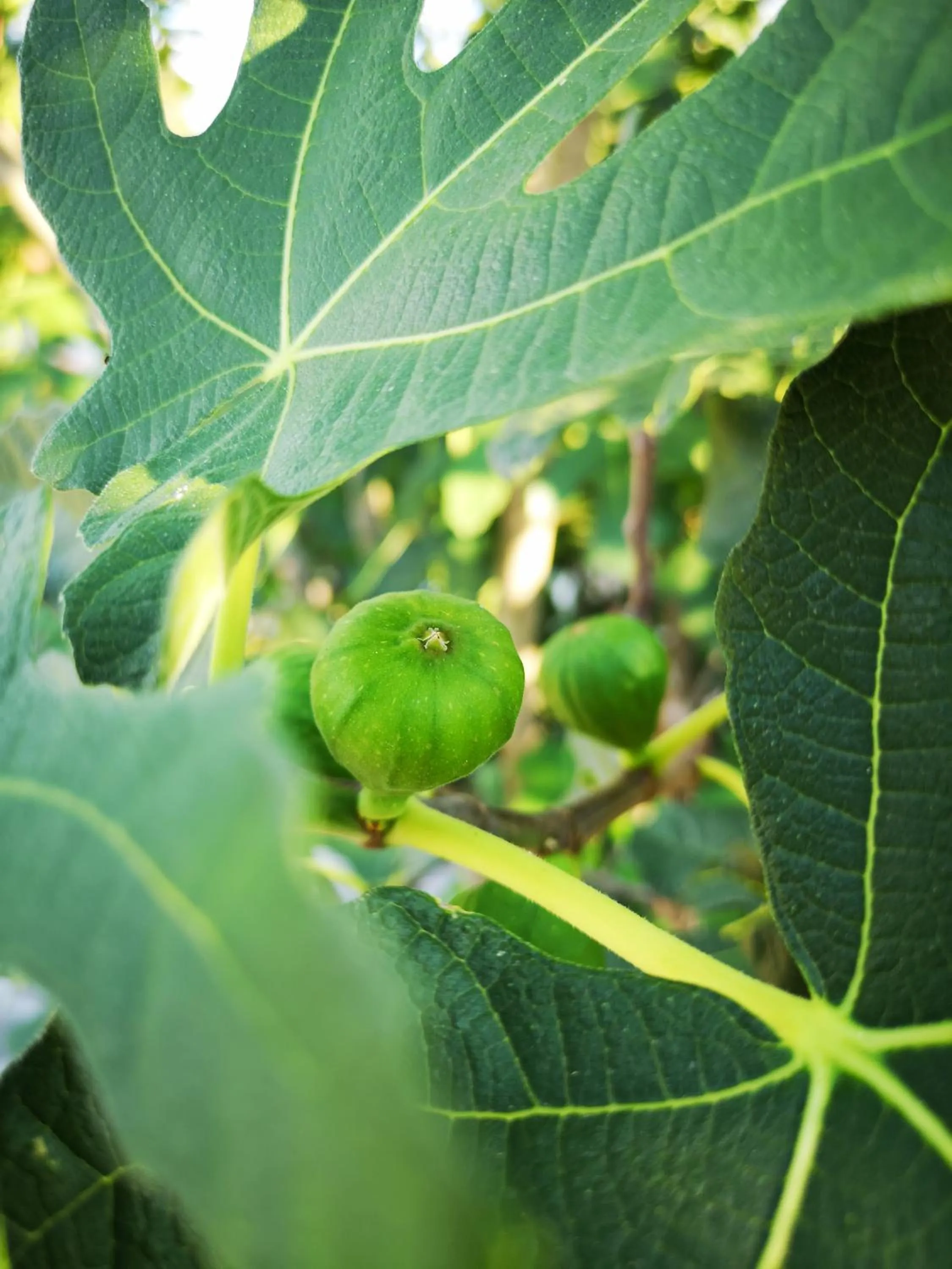 Garden in Alloggio del Fiume - Le Vecchie Vasche