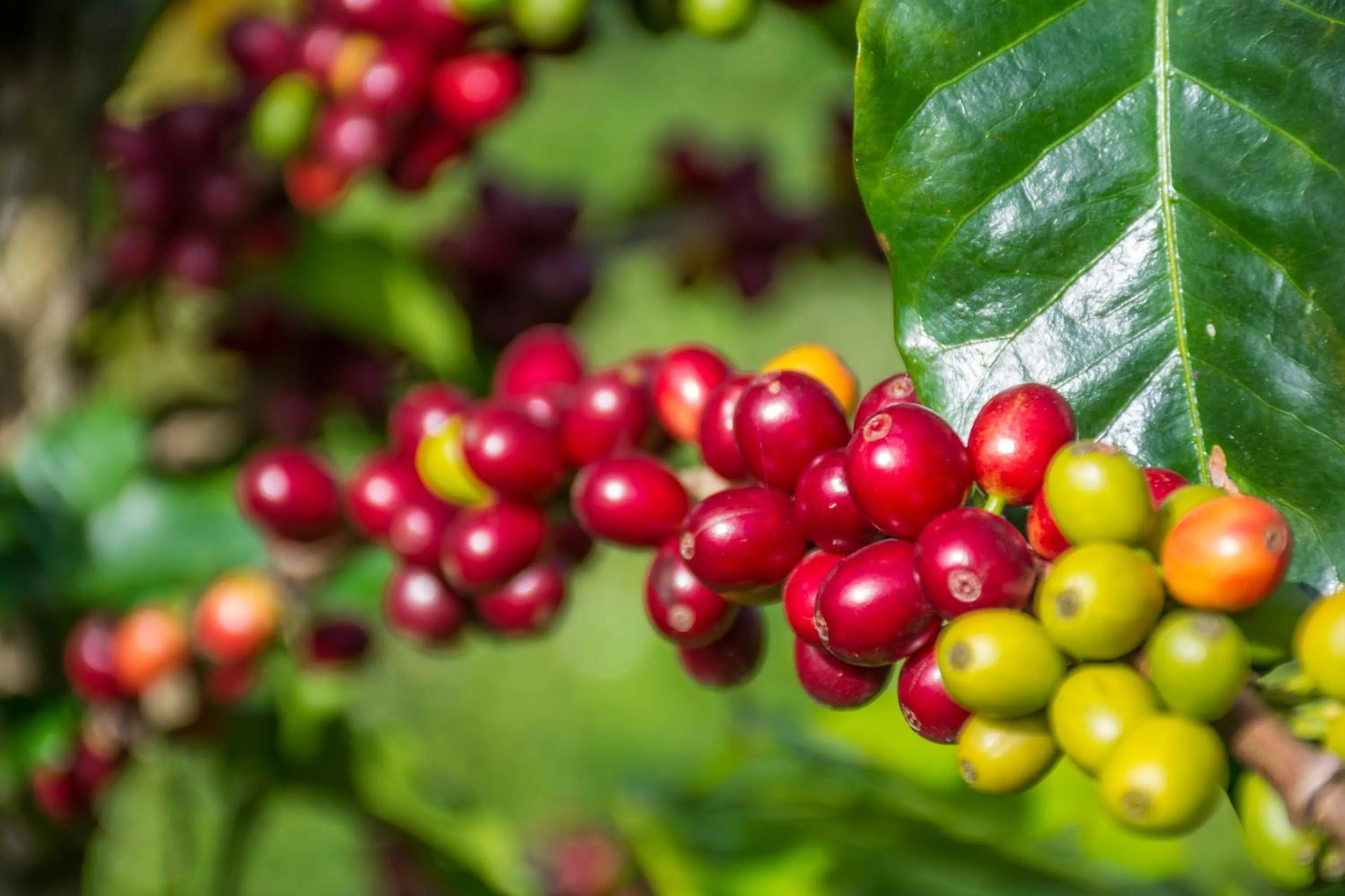 Day in Finca Hotel La Dulcera