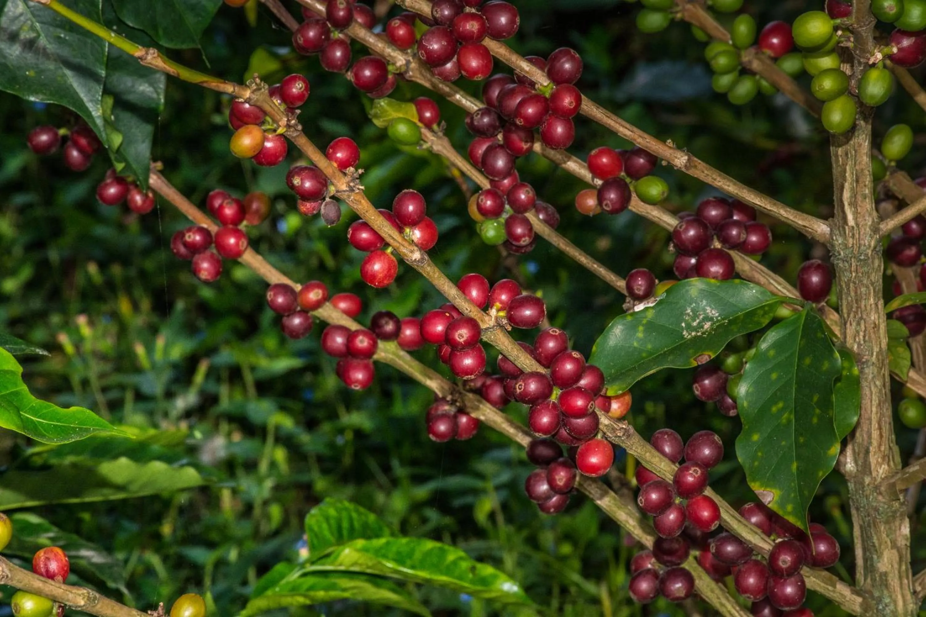 Day in Finca Hotel La Dulcera