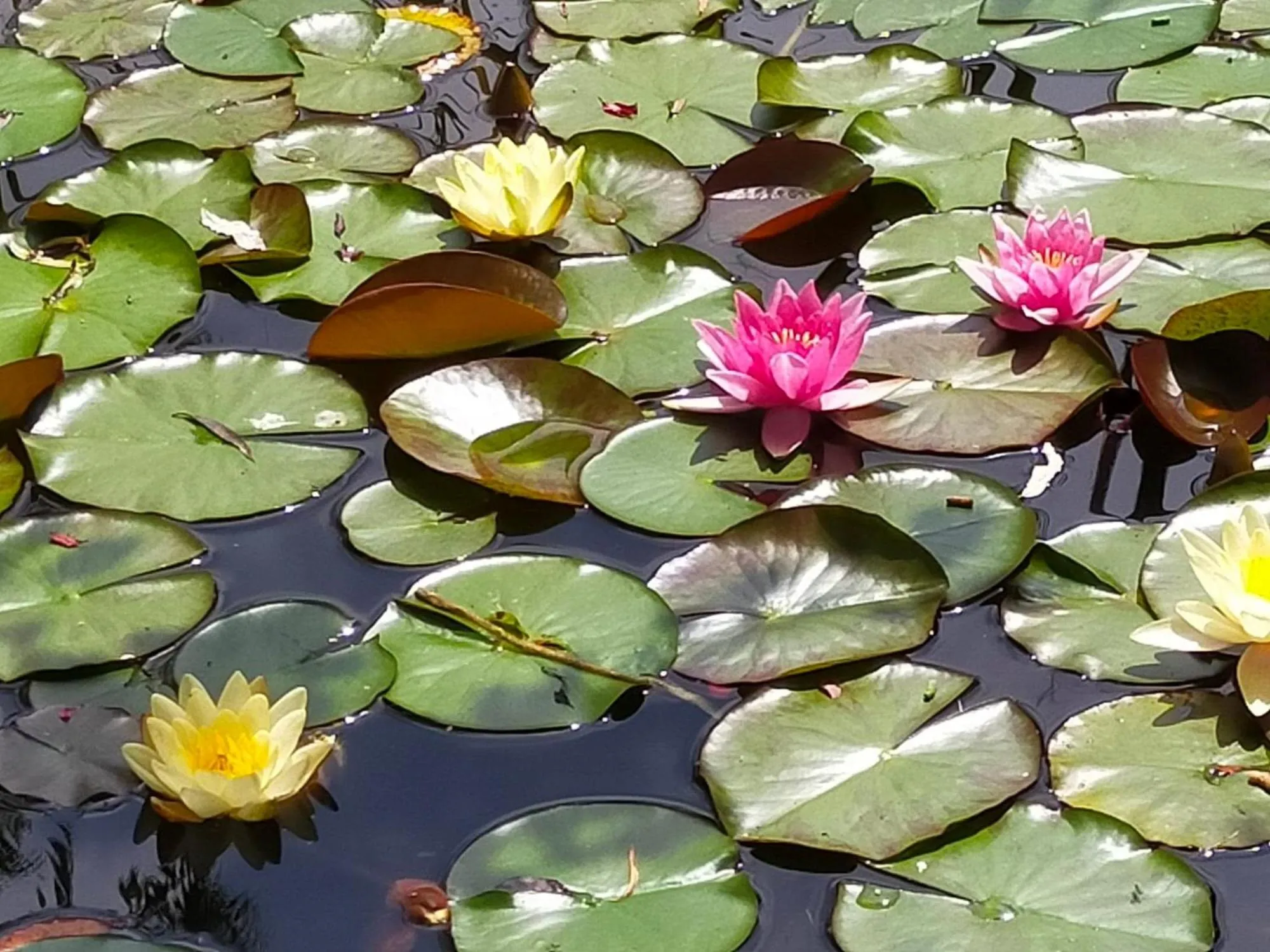 Garden in Chambre d'hôtes Comme une évidence Clairvaux-les-lacs