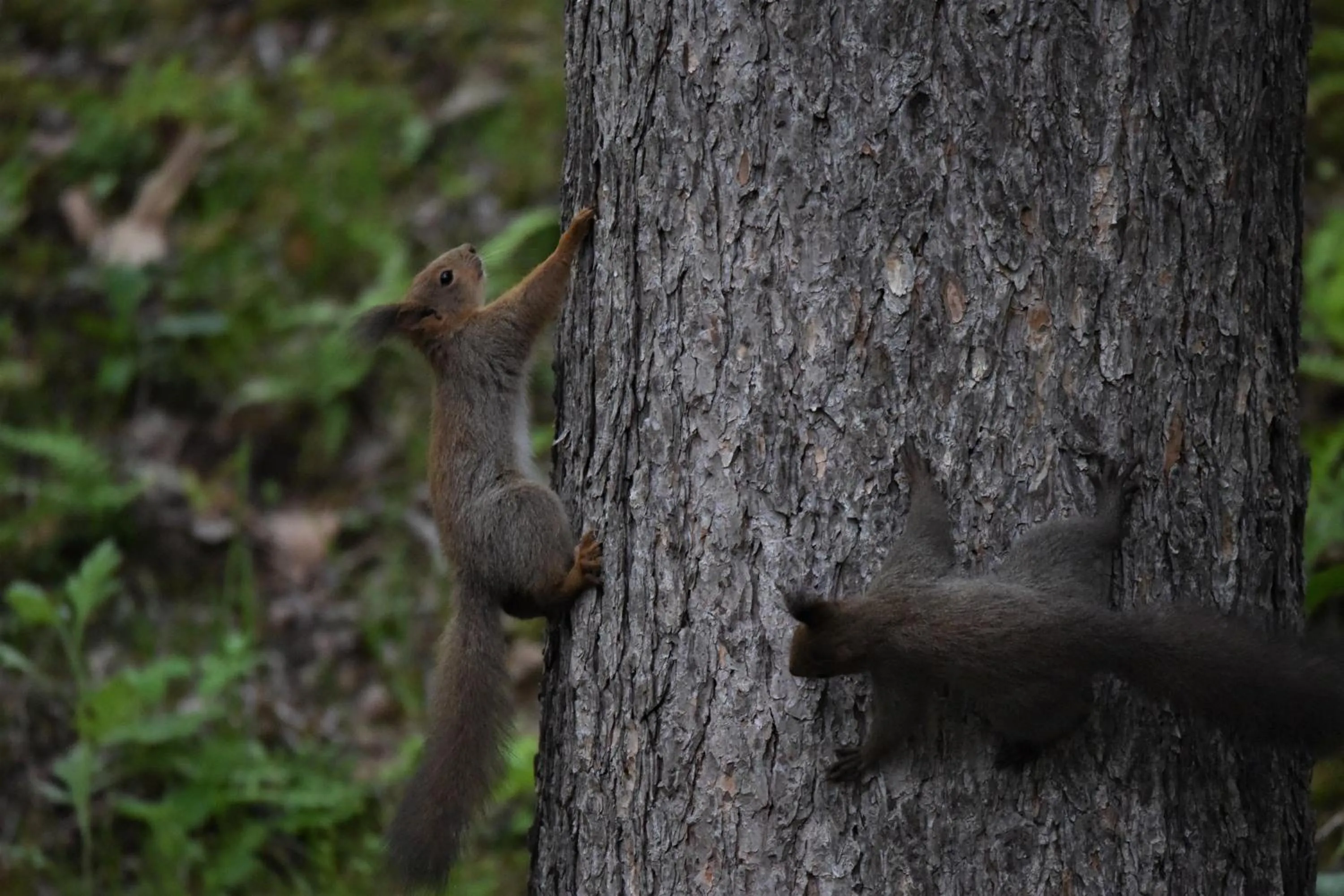 Off site in Shiretokoserai