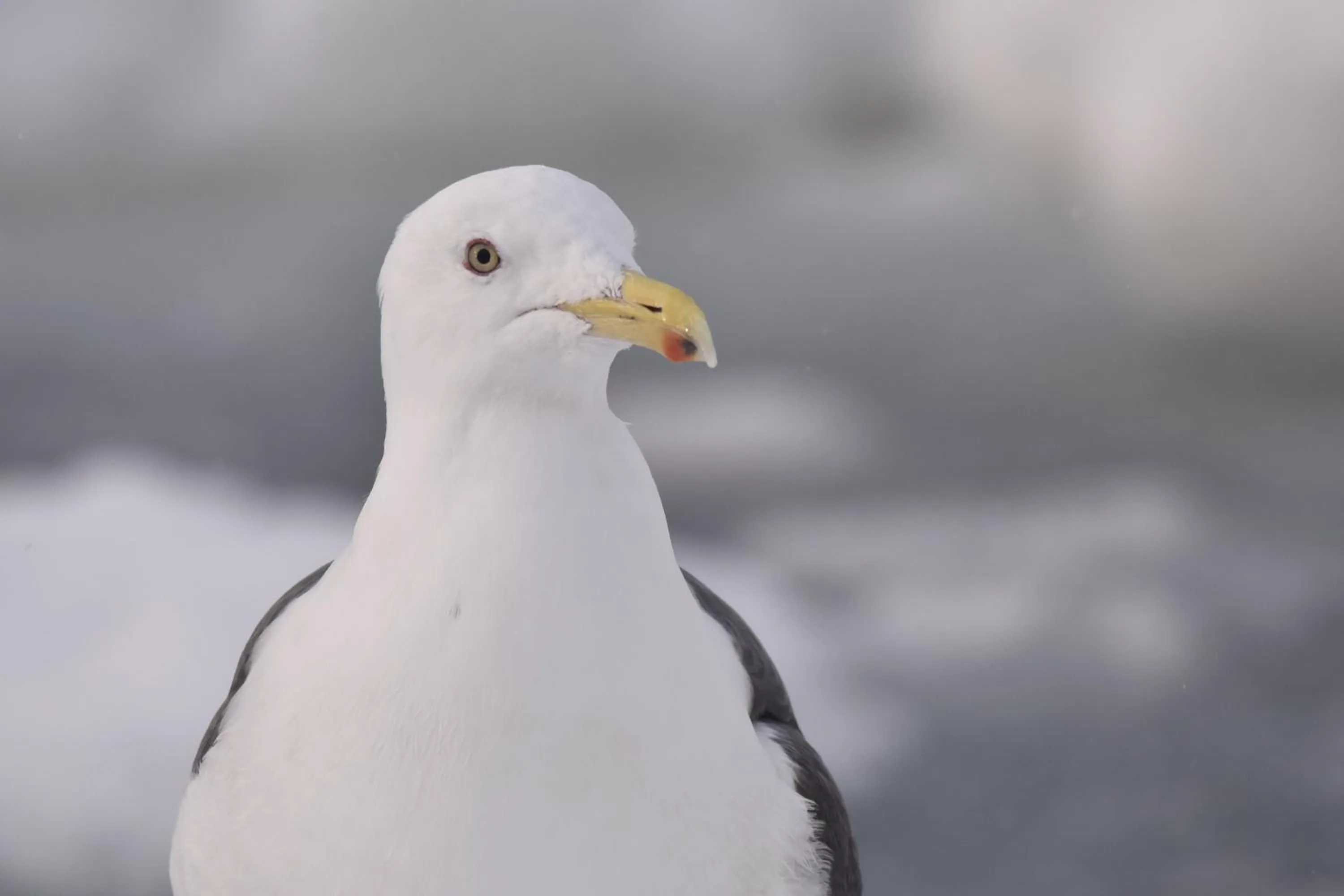 Animals in Shiretokoserai