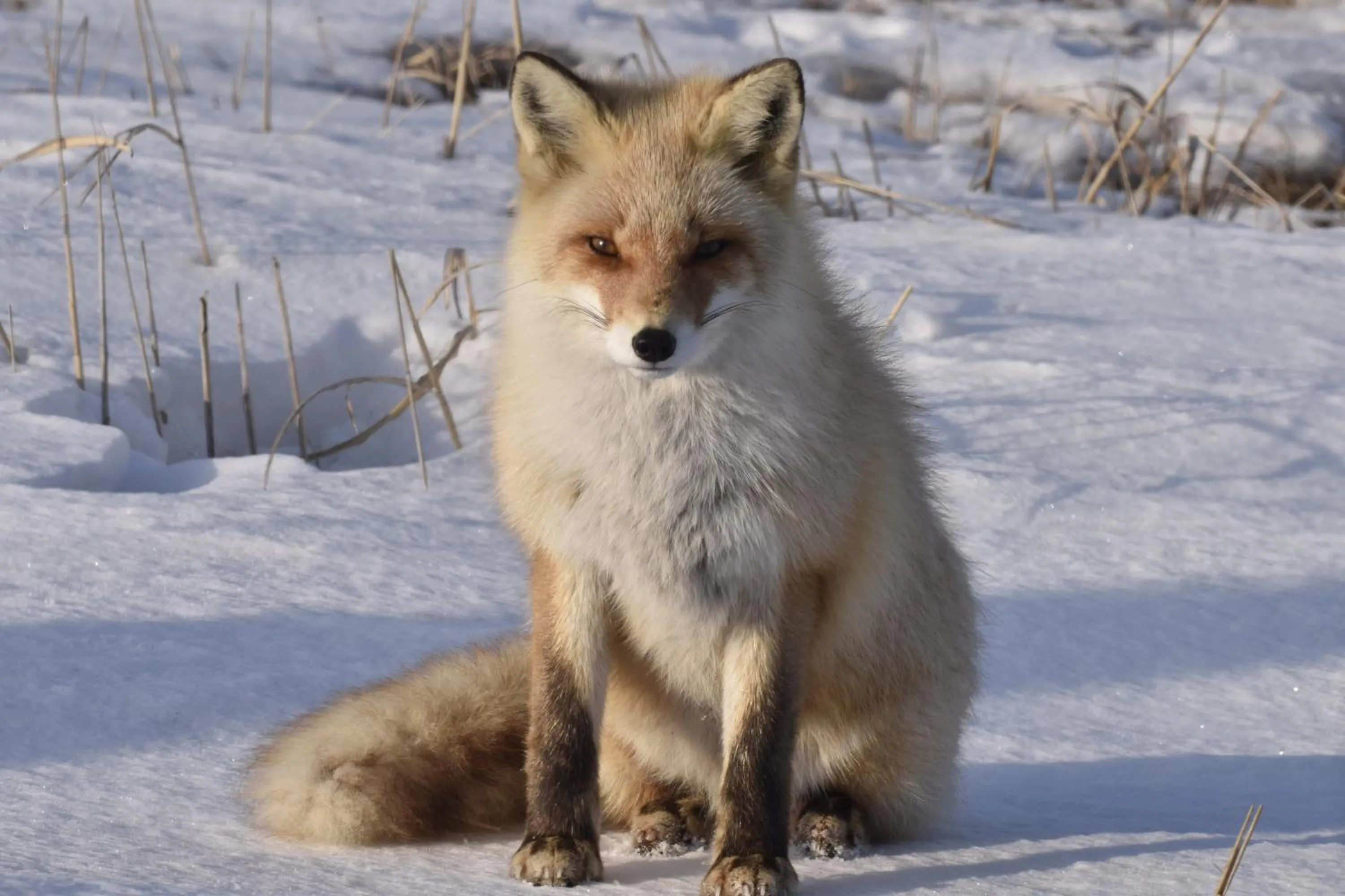 Animals in Shiretokoserai