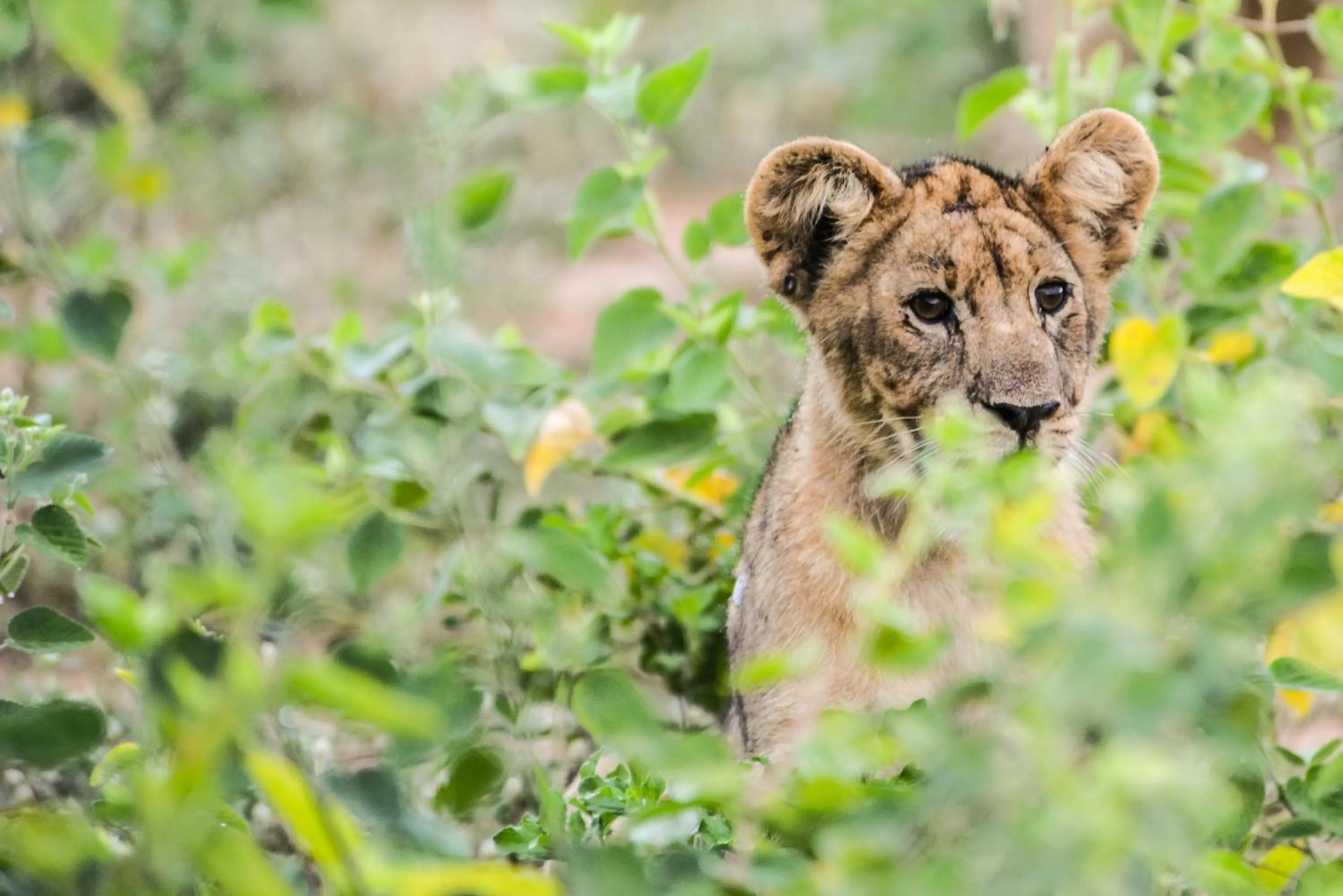 Animals in Marataba Mountain Lodge