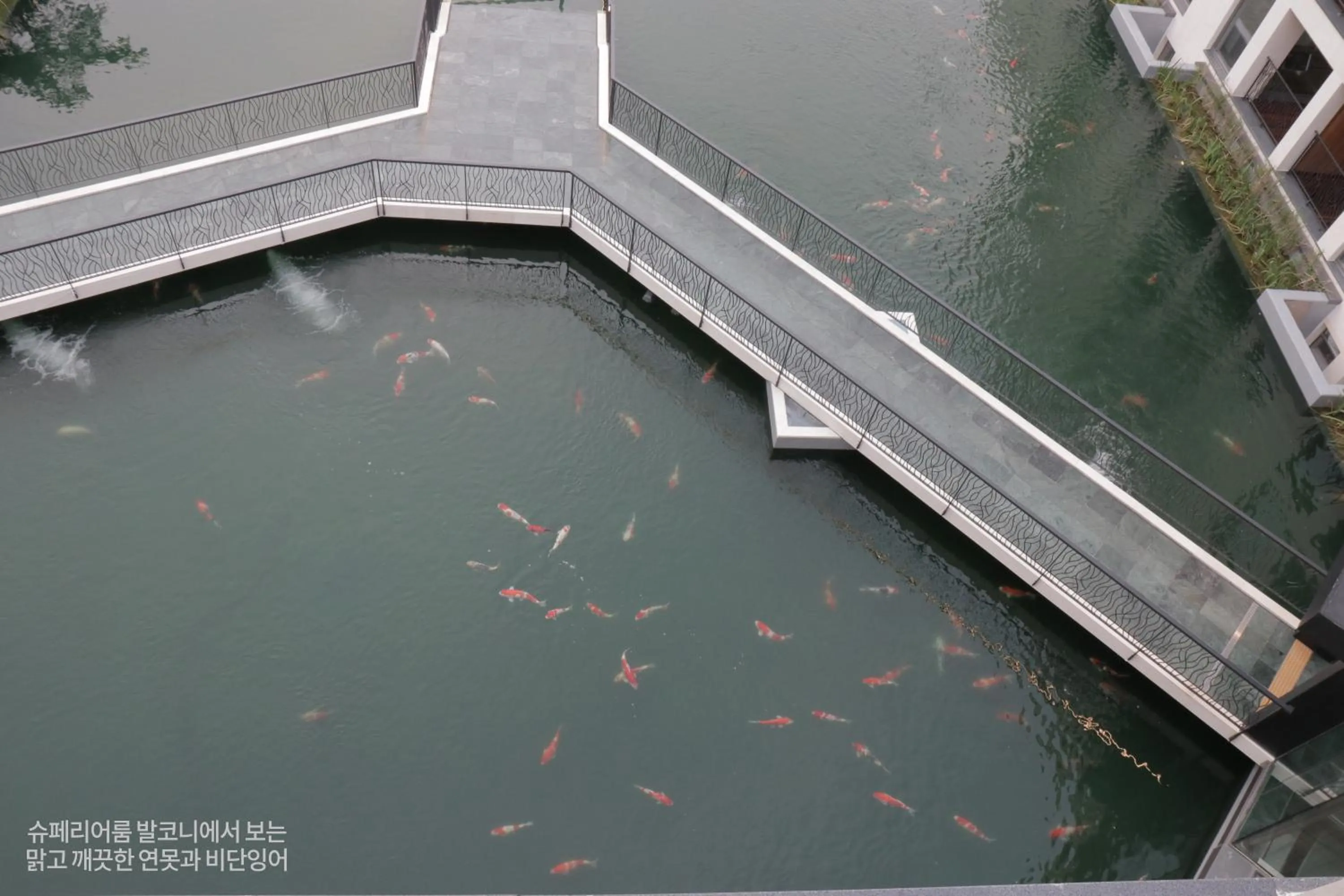 Pine Forest Jeongseon Alpine Resort