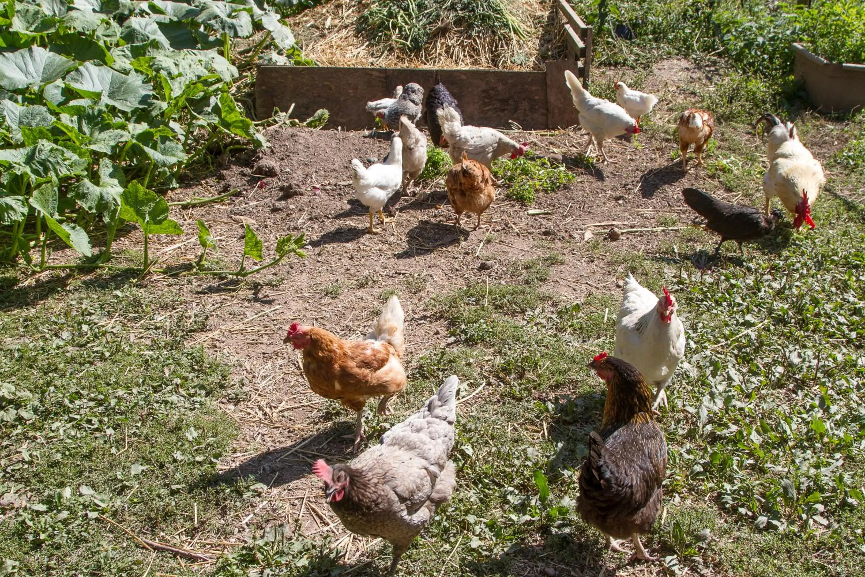 Pets in Gîte Domaine des Iris