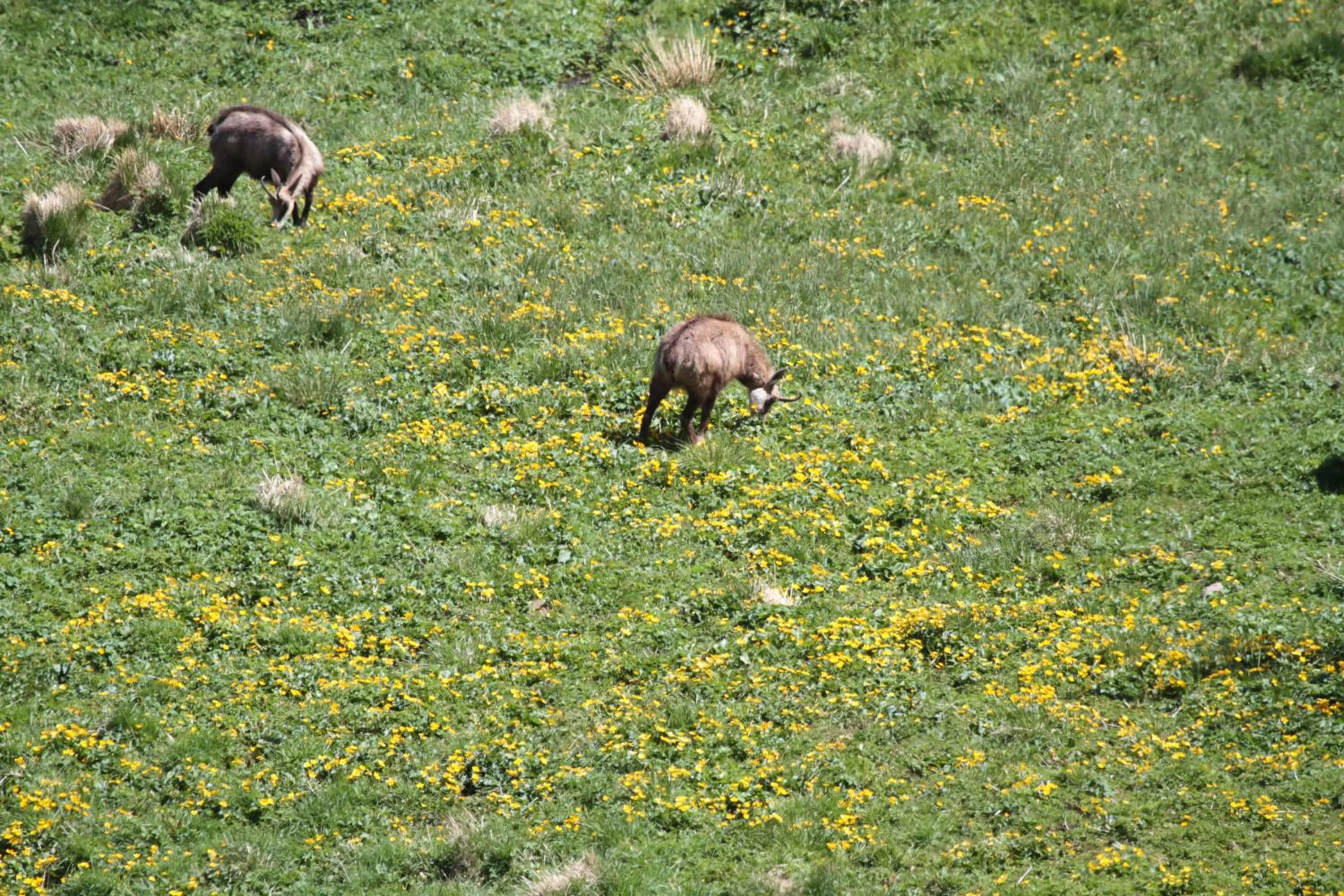 Hiking in Gîte Domaine des Iris