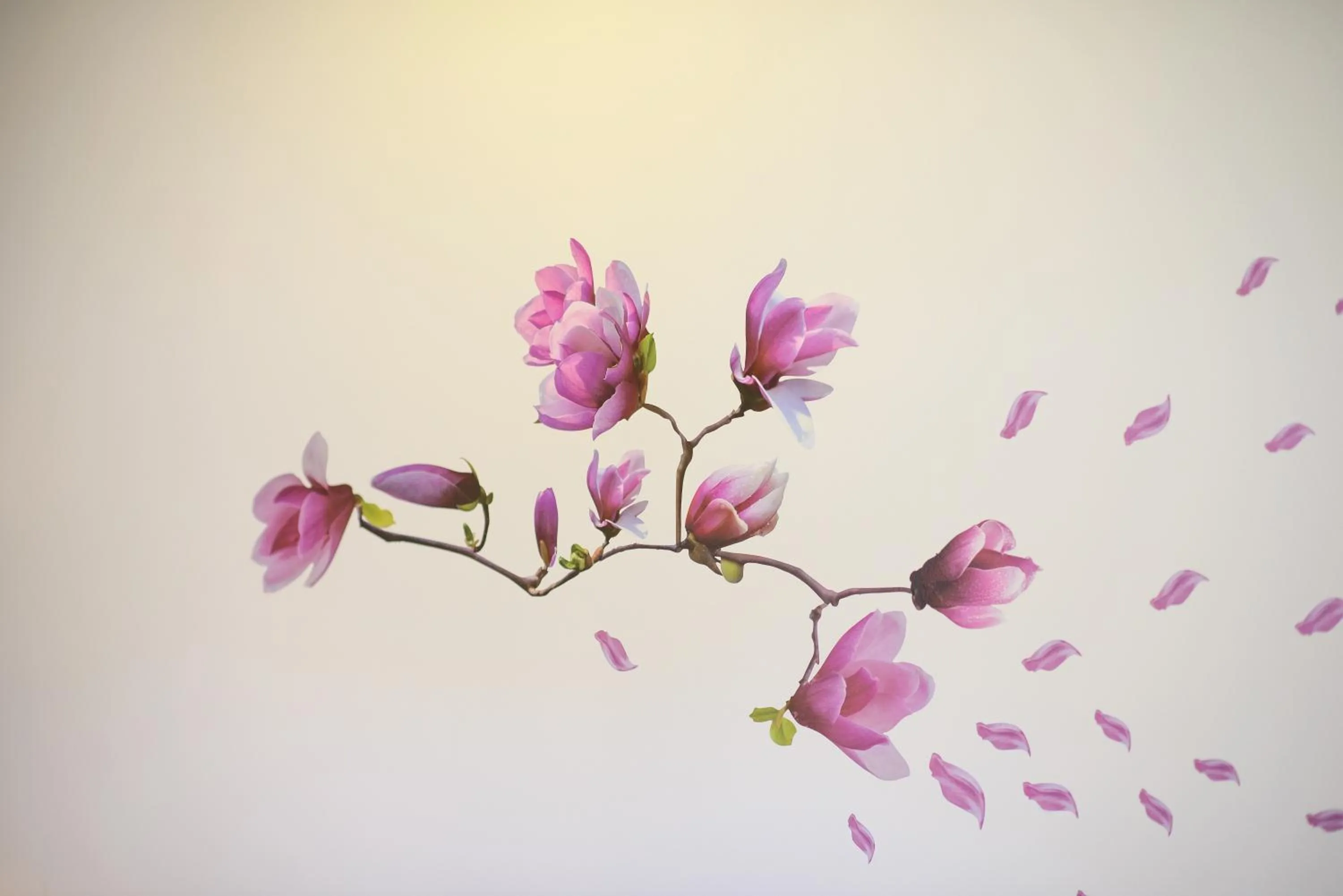 Decorative detail in Pensiunea Alina "Adults Only"