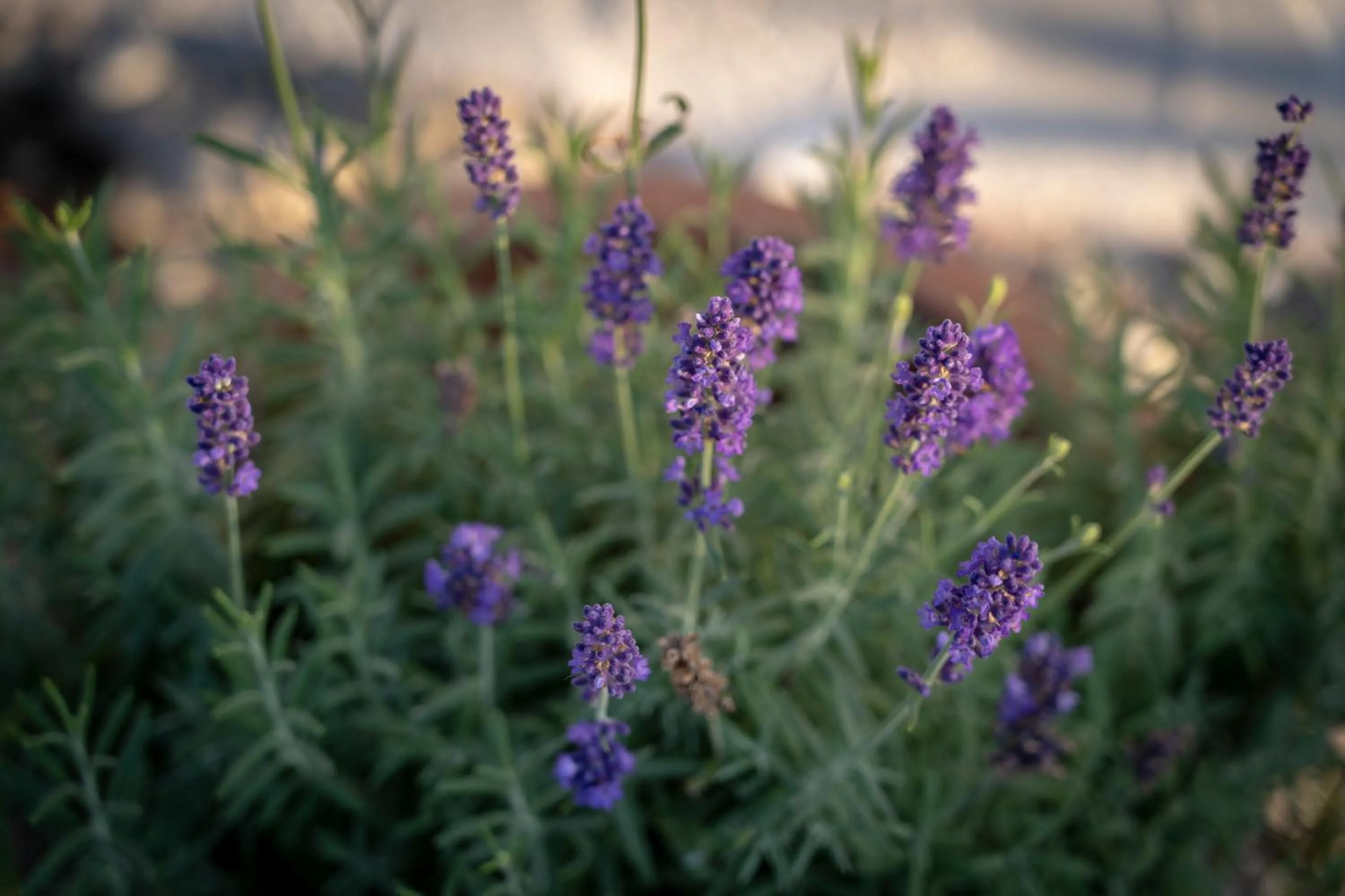 Decorative detail in Pensiunea Alina "Adults Only"