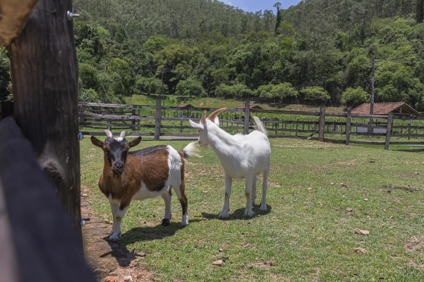 Animals in Resort Fazenda 3 Pinheiros