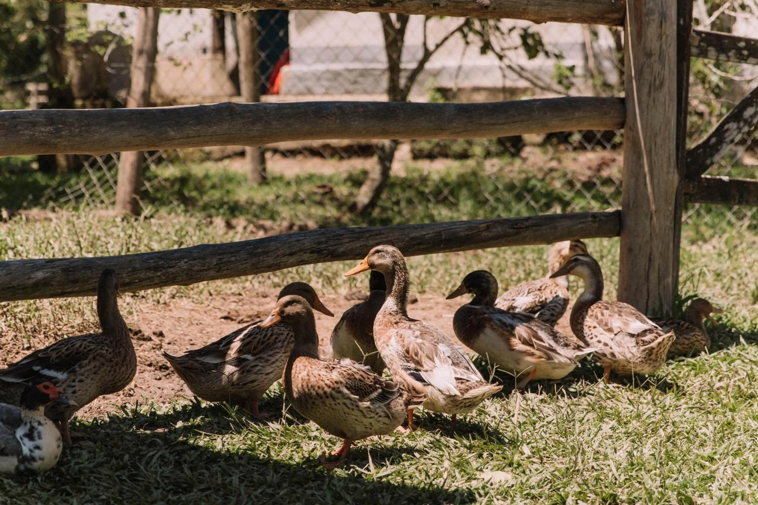 Day in Resort Fazenda 3 Pinheiros